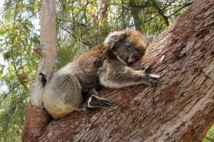 Koala Boardwalk (Yanchep) - Image 1