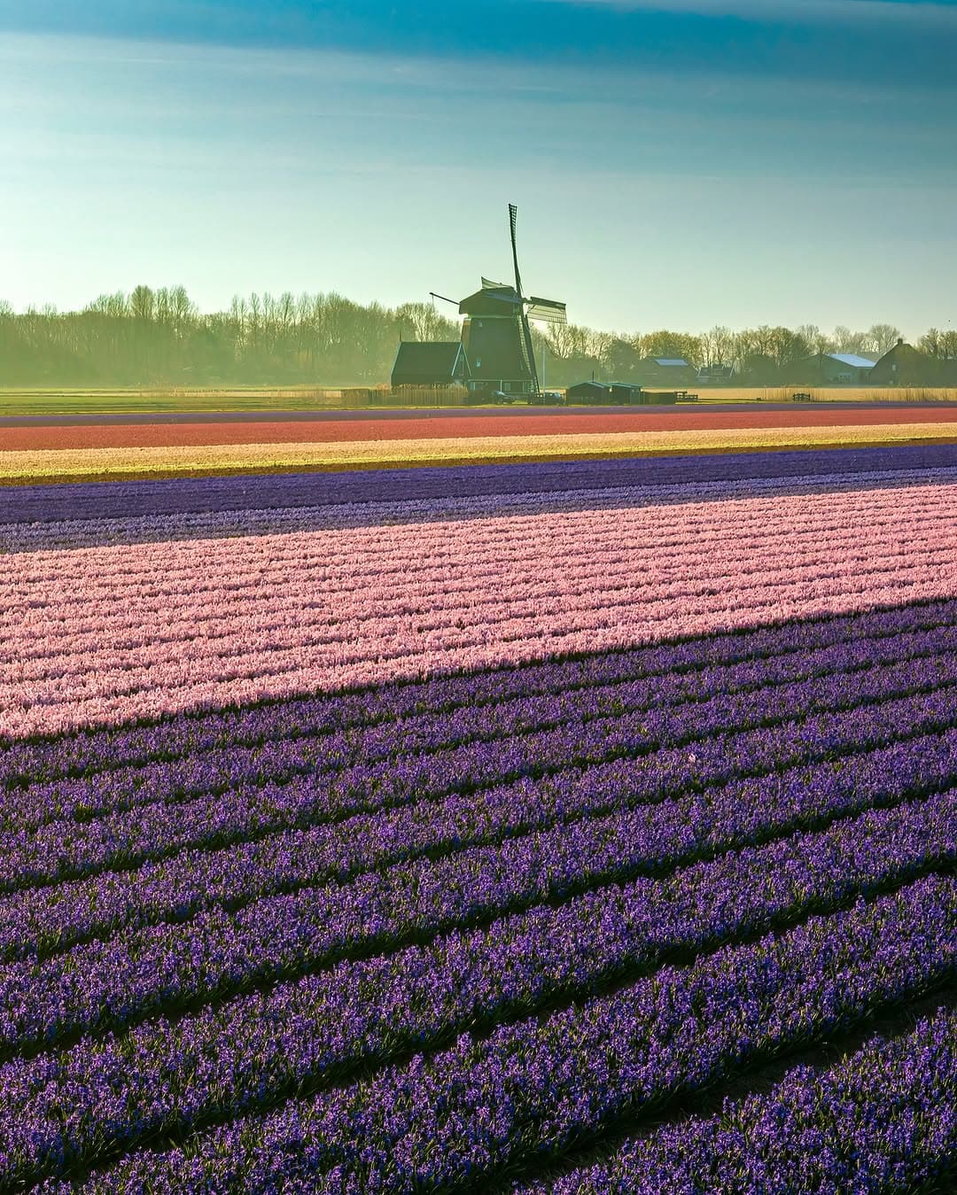 Bollenstreek flower fields - Image 1