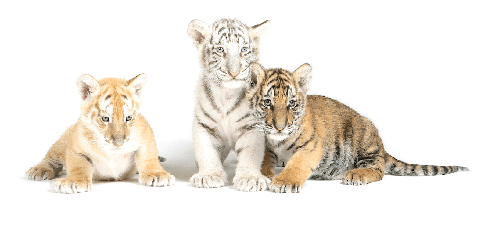 TIGERS Preservation Station - Image 1