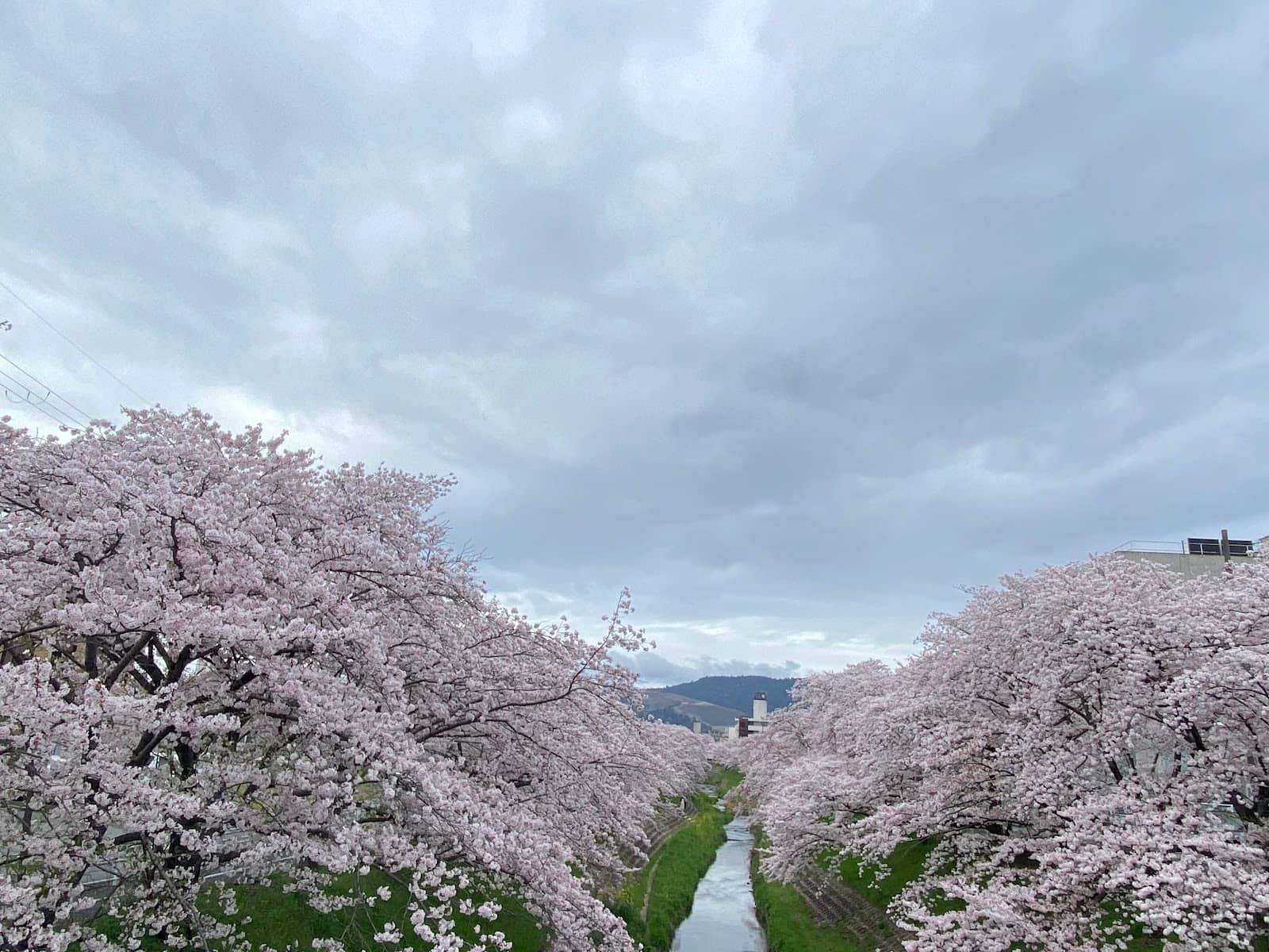 Pink Petal Carpet