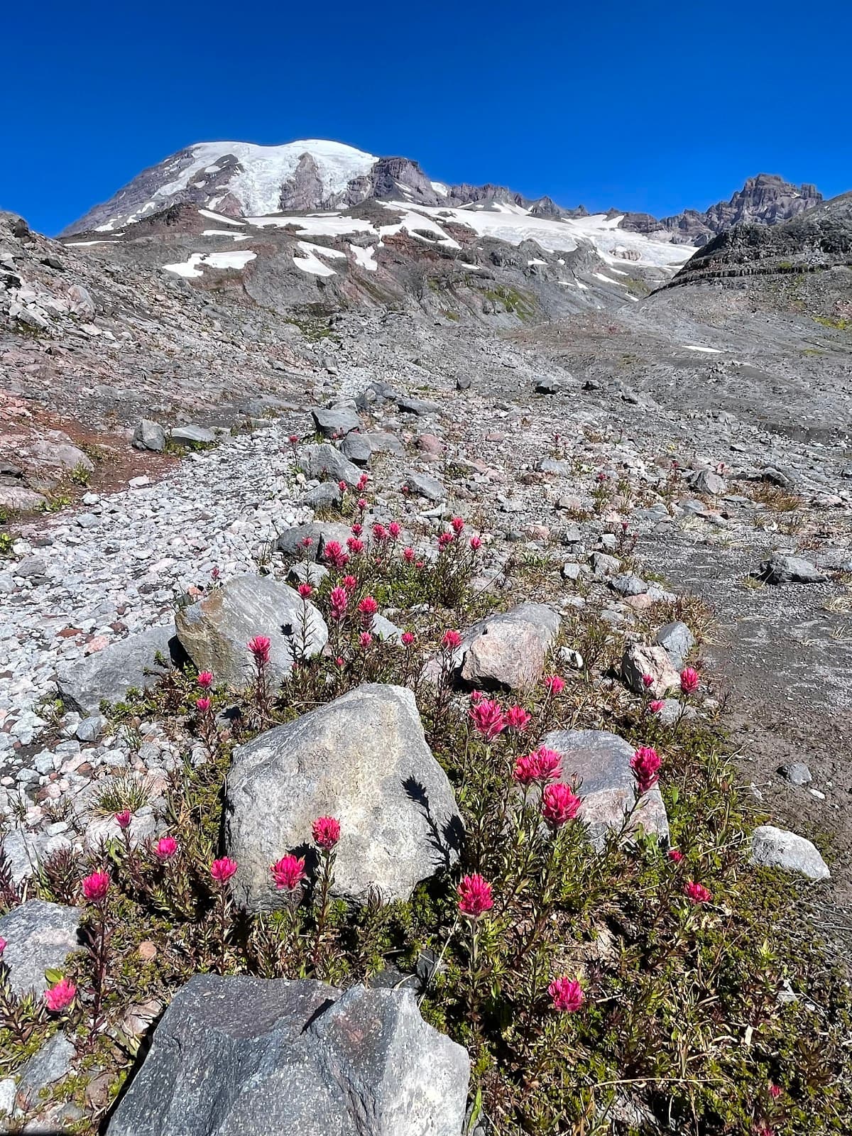 Paradise Glacier Trail - Image 1