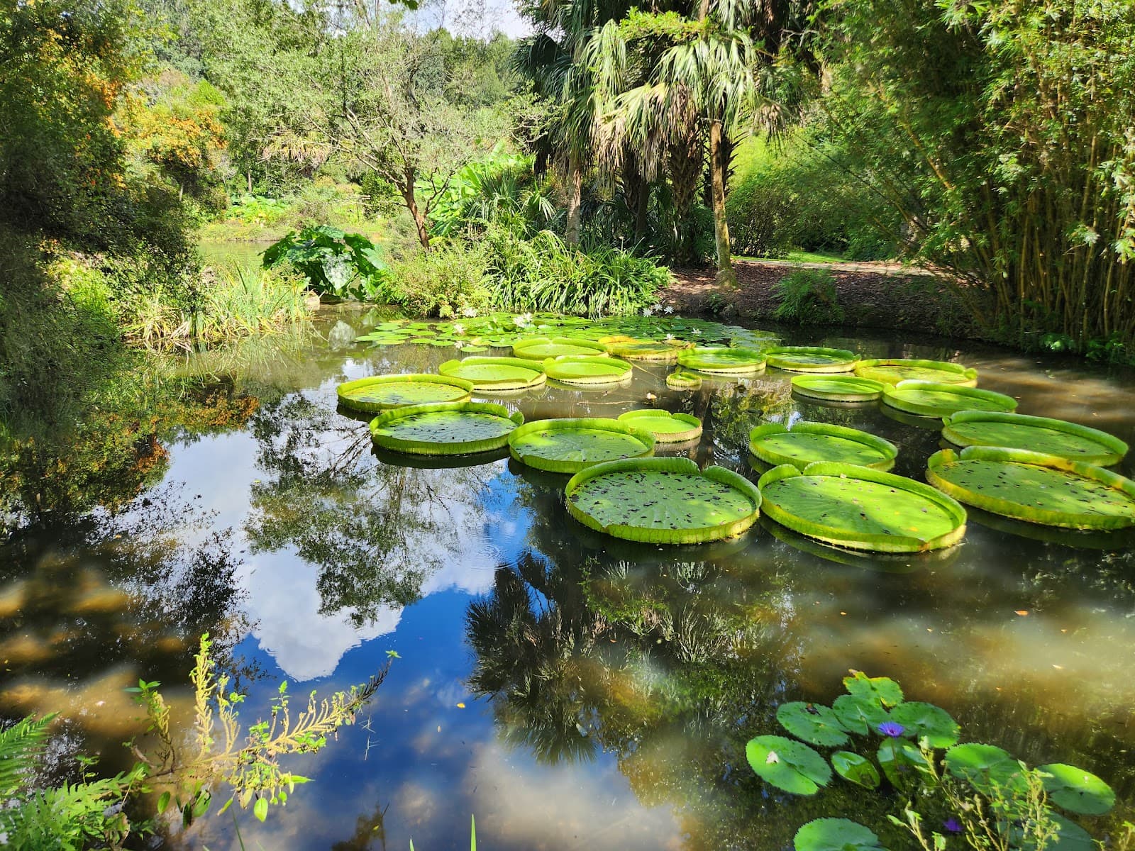 Kanapaha Botanical Gardens - Image 1
