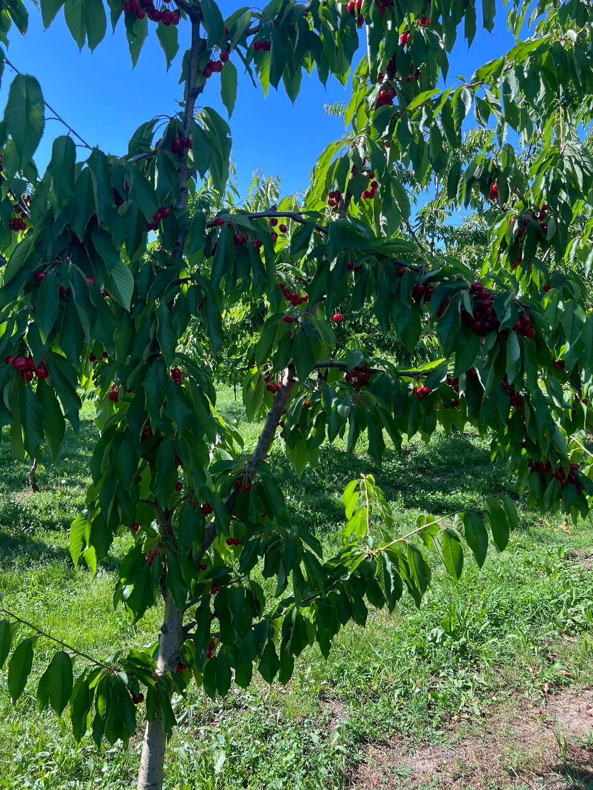 Freshly Picked Cherries