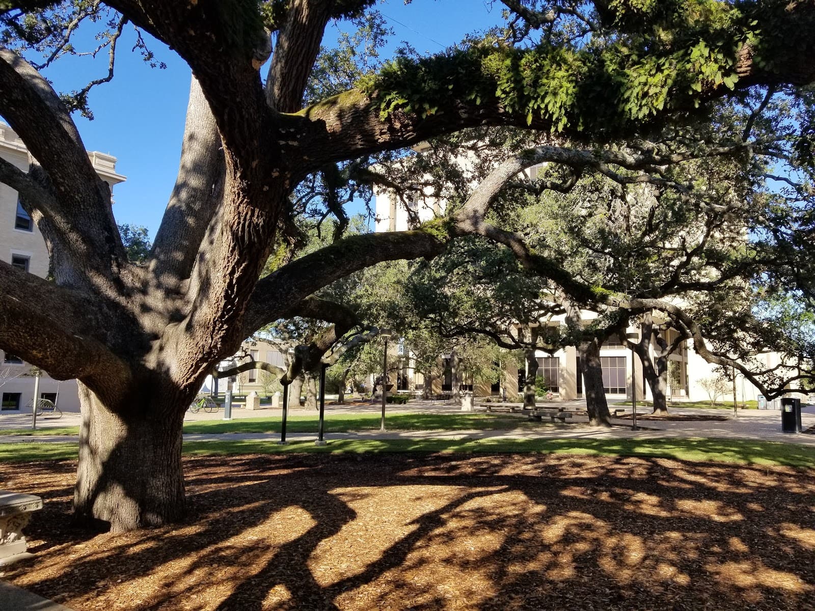 Century Tree - Image 1