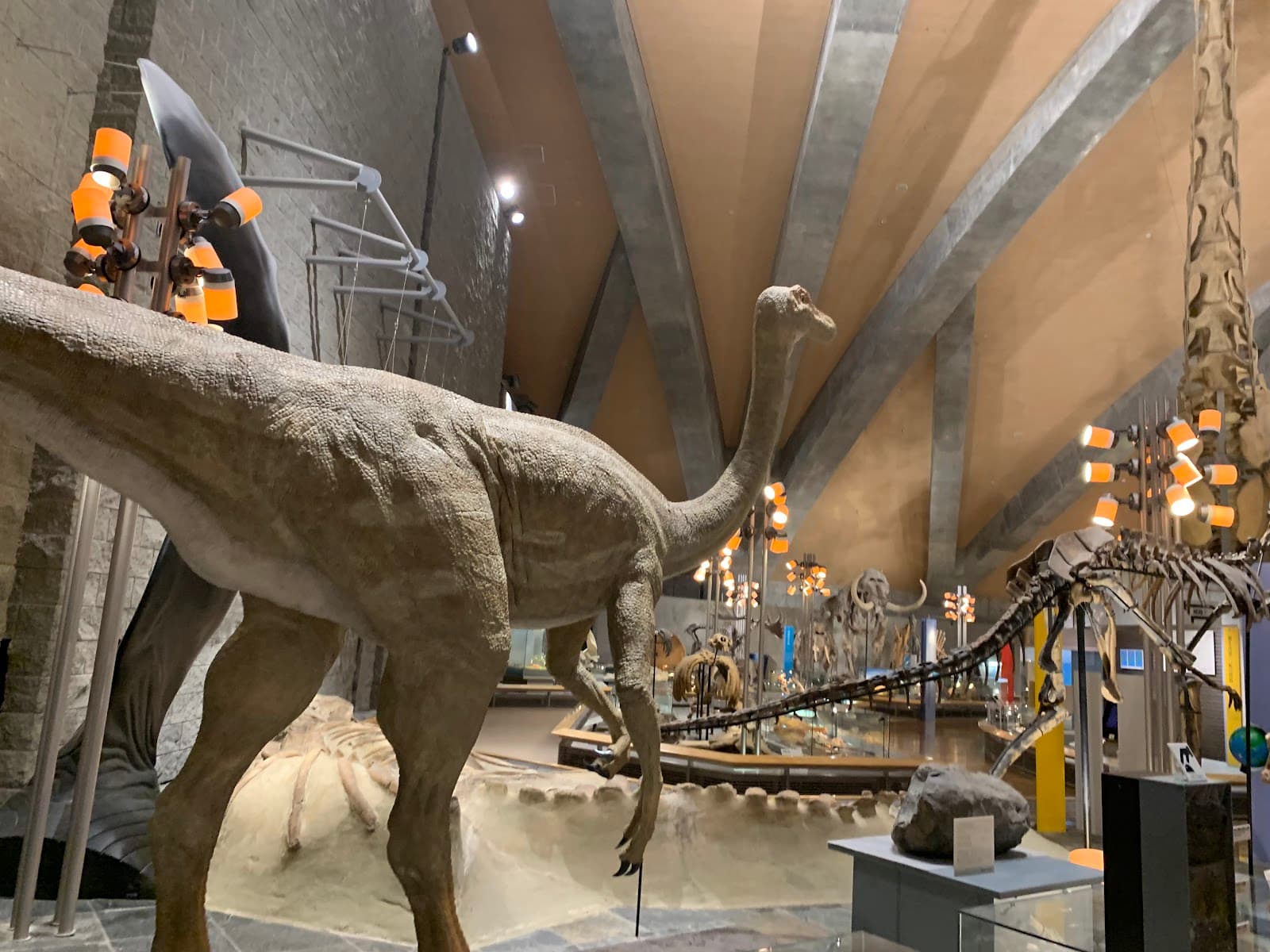 Gunma Museum of Natural History - Image 1