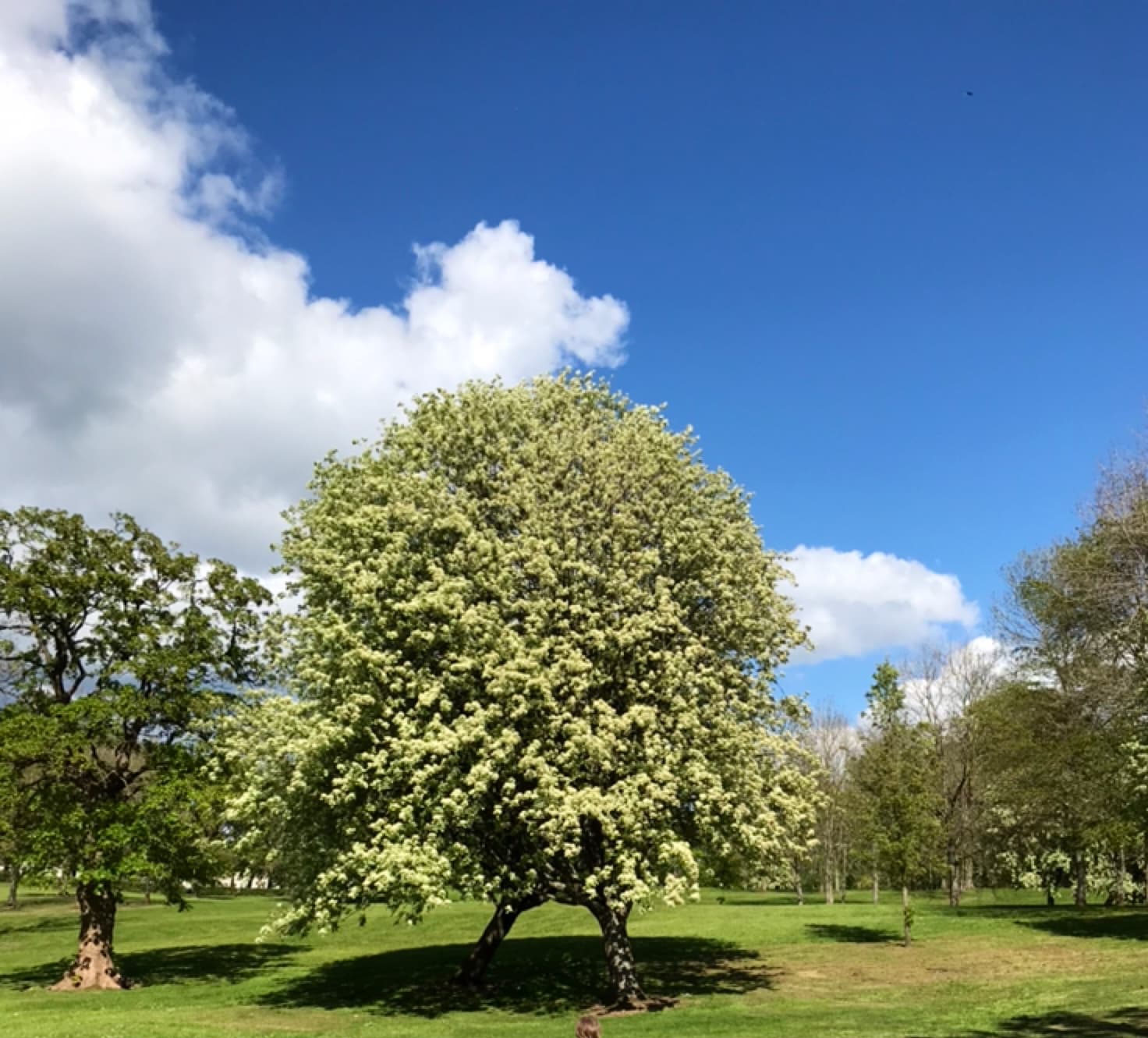 Annanhill Park - Image 1