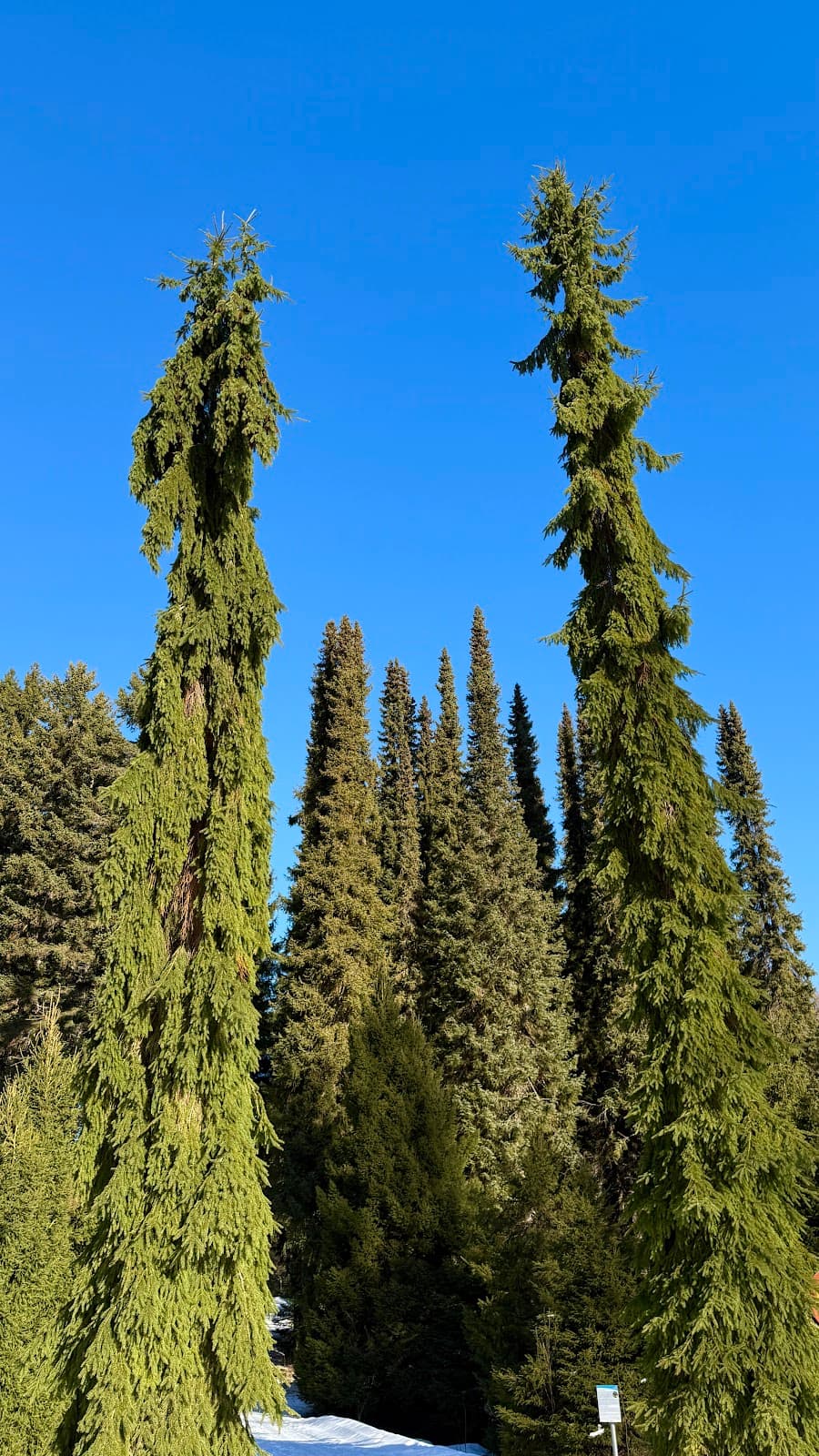Punkaharju Arboretum - Image 1