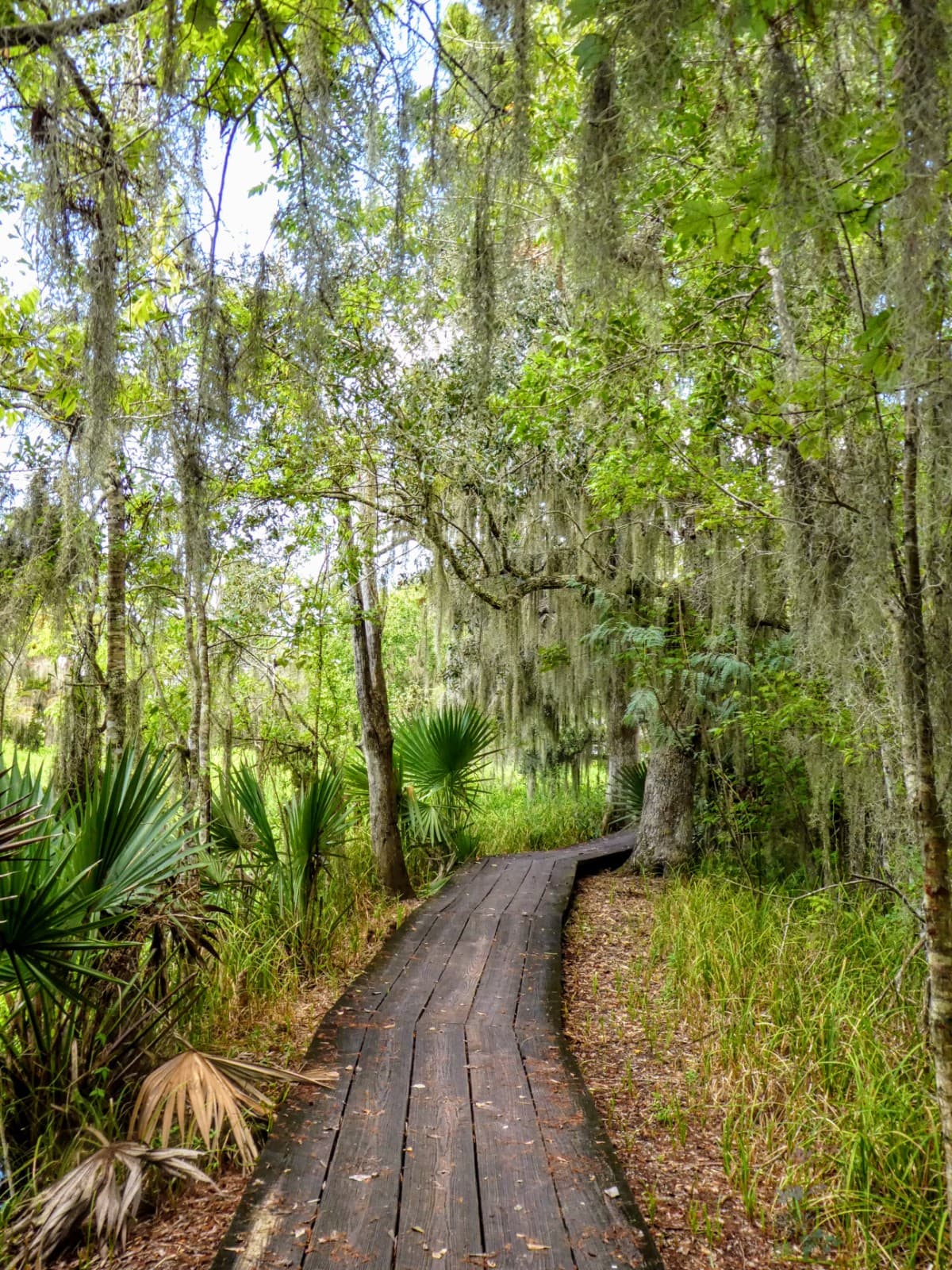 Bayou Barataria Scenic Drive (LA-45) - Image 1