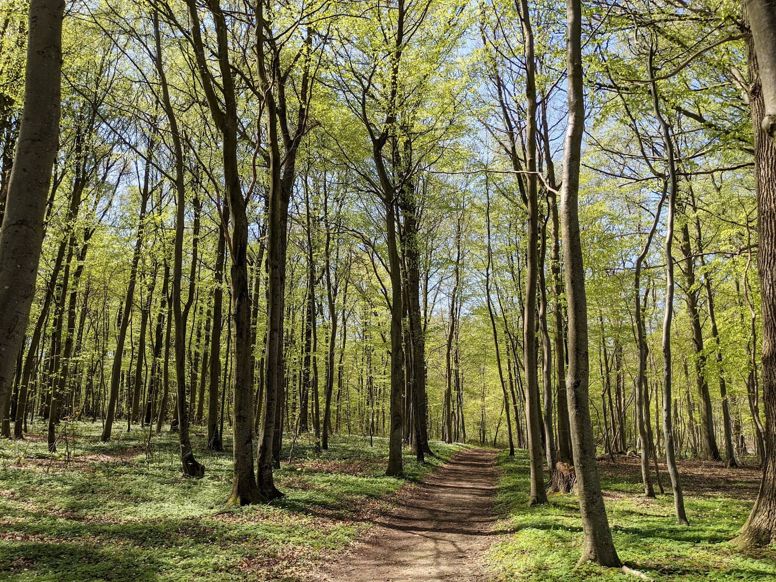 Atmospheric Woods