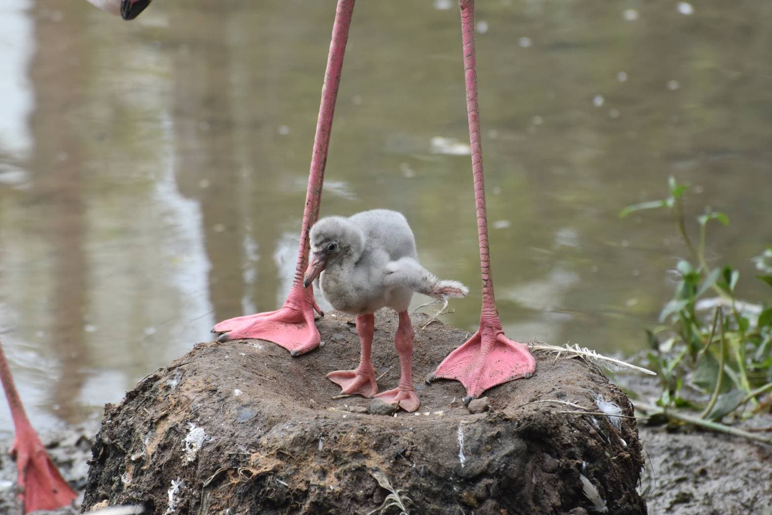 Khon Kaen Zoo - Image 1