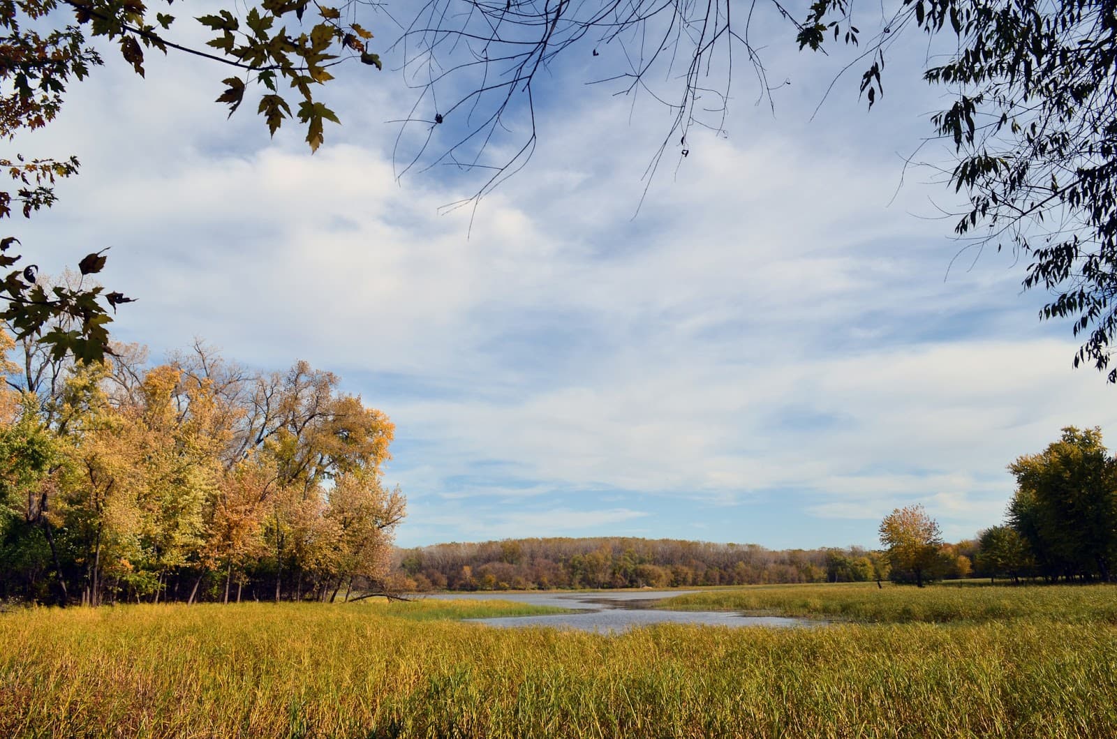 Minnesota Valley NWR β Black Dog - Image 1