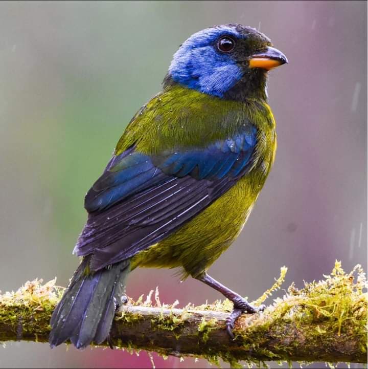 Amagusa Reserve - Image 1