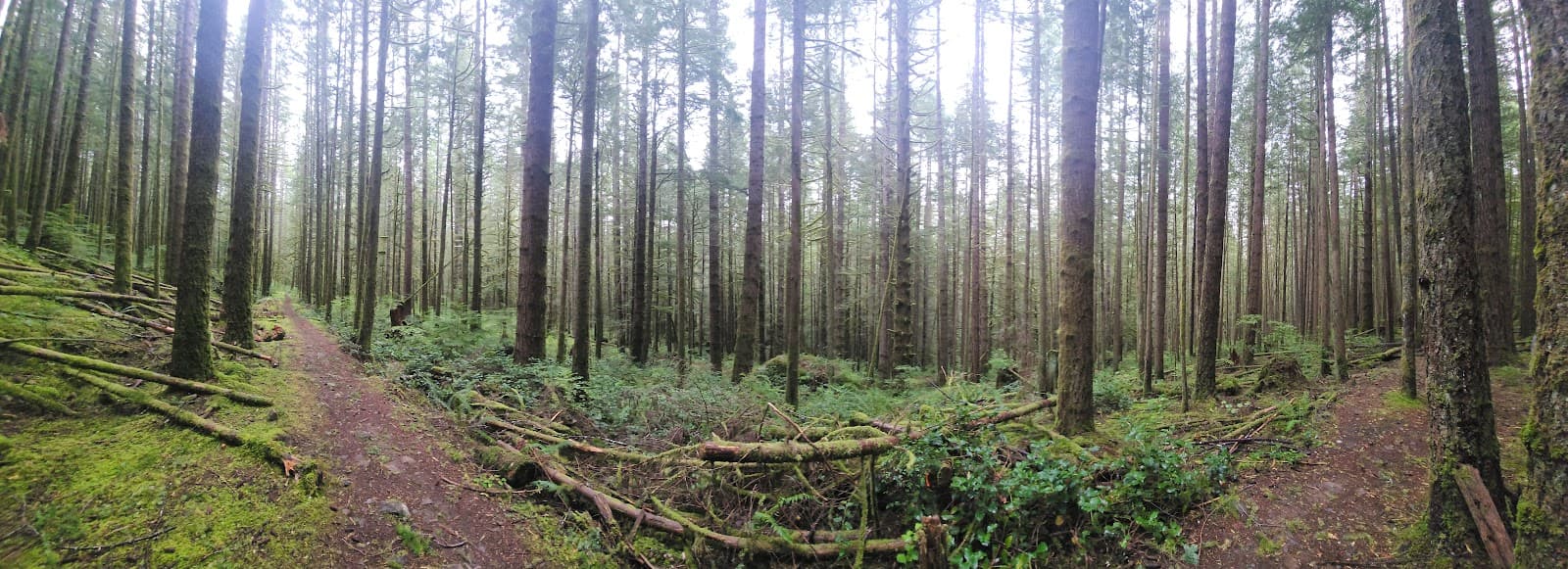 Snowden Demonstration Forest - Image 1