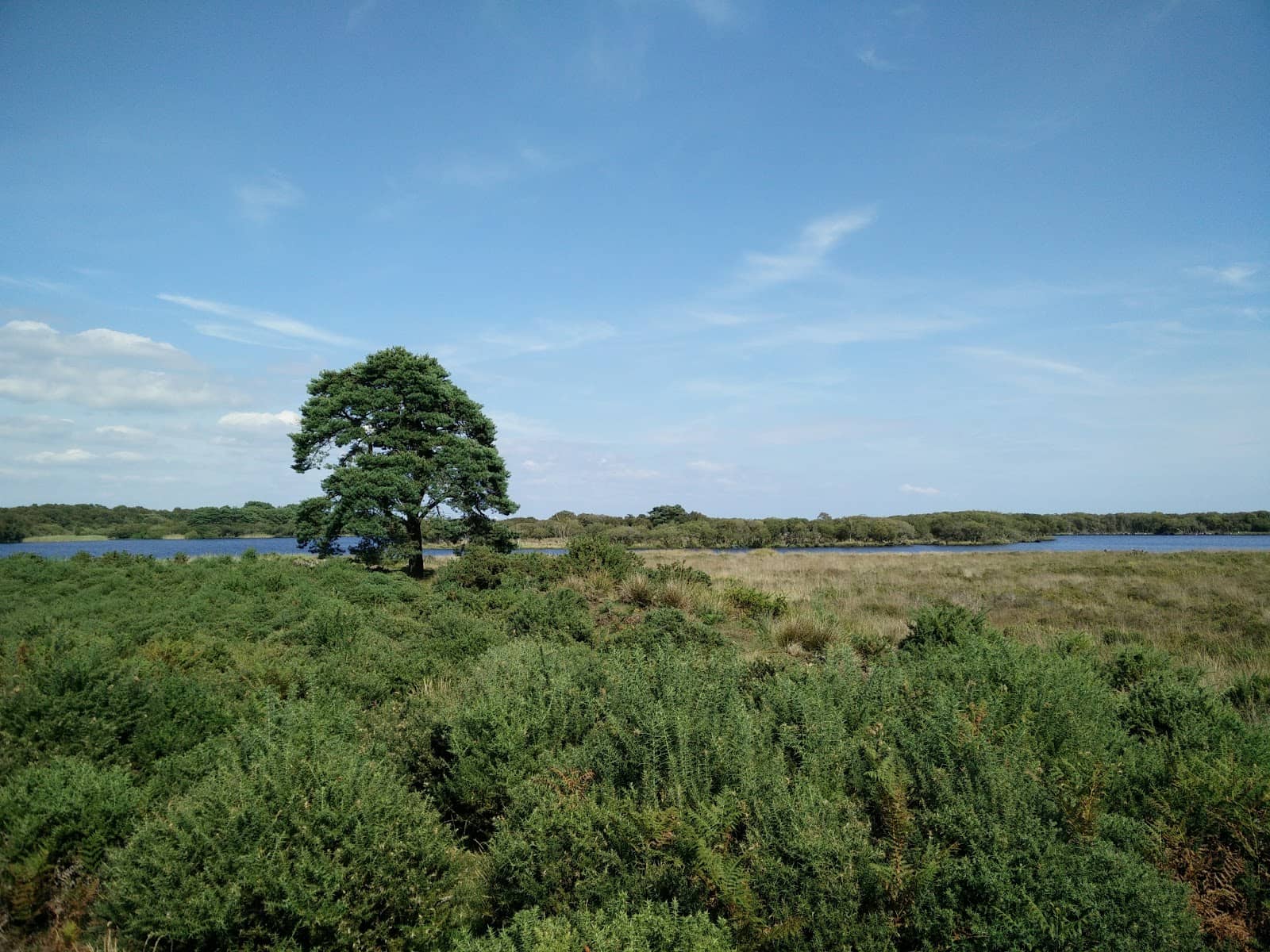 Heathland Landscape