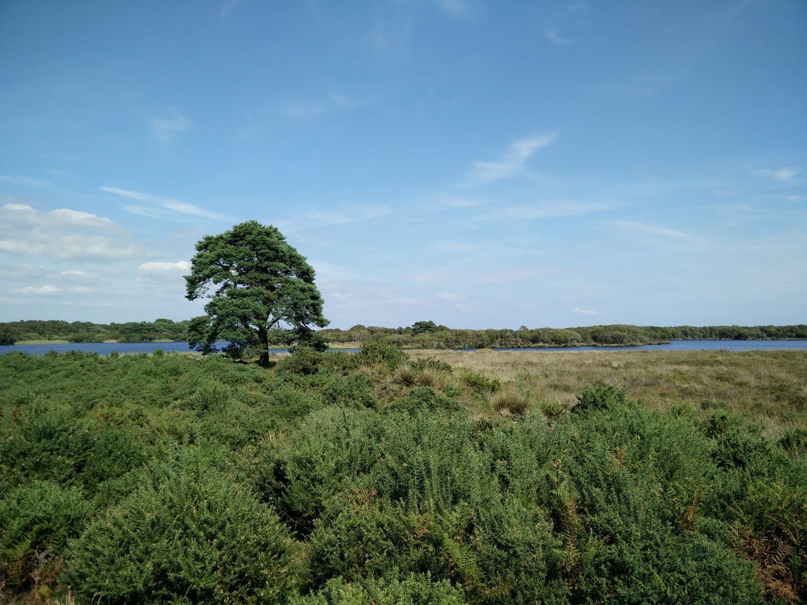 Godlingston Heath - Image 1