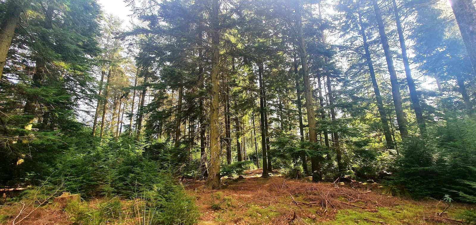 Forest Walking & Cycling Trails