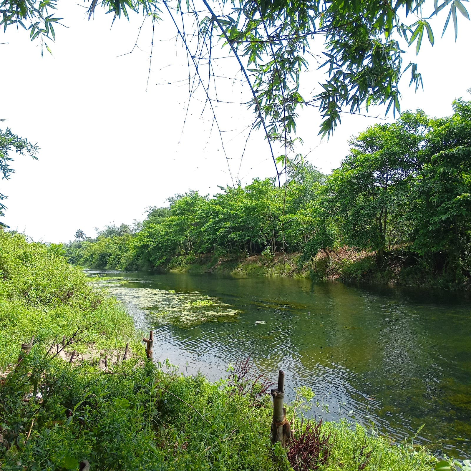 Maju Beel - Image 1