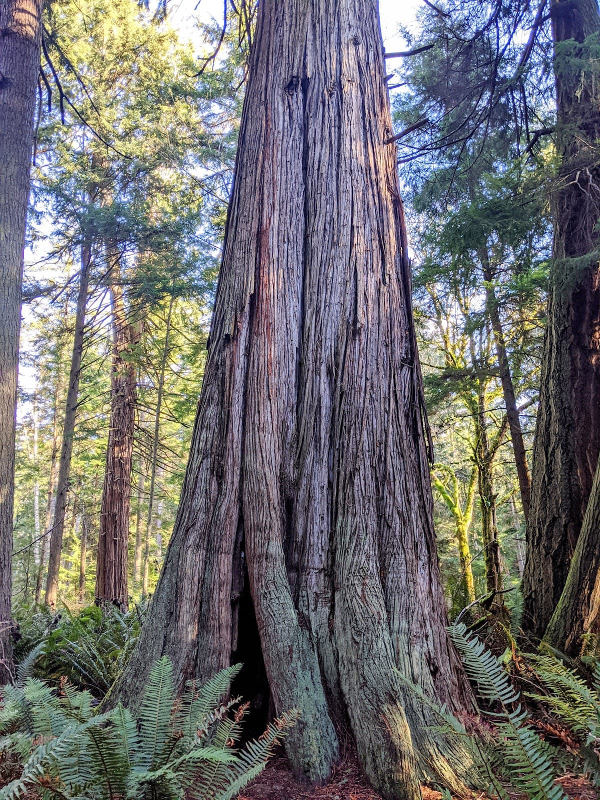 South Whidbey State Park - Image 1