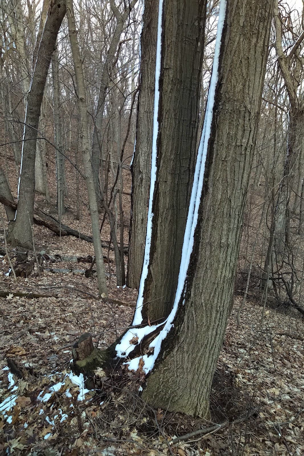 Lambton County Heritage Forest - Image 1