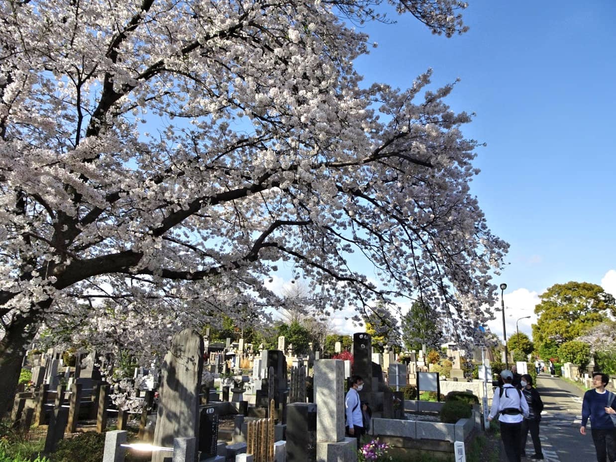 Illuminated Cherry Blossoms