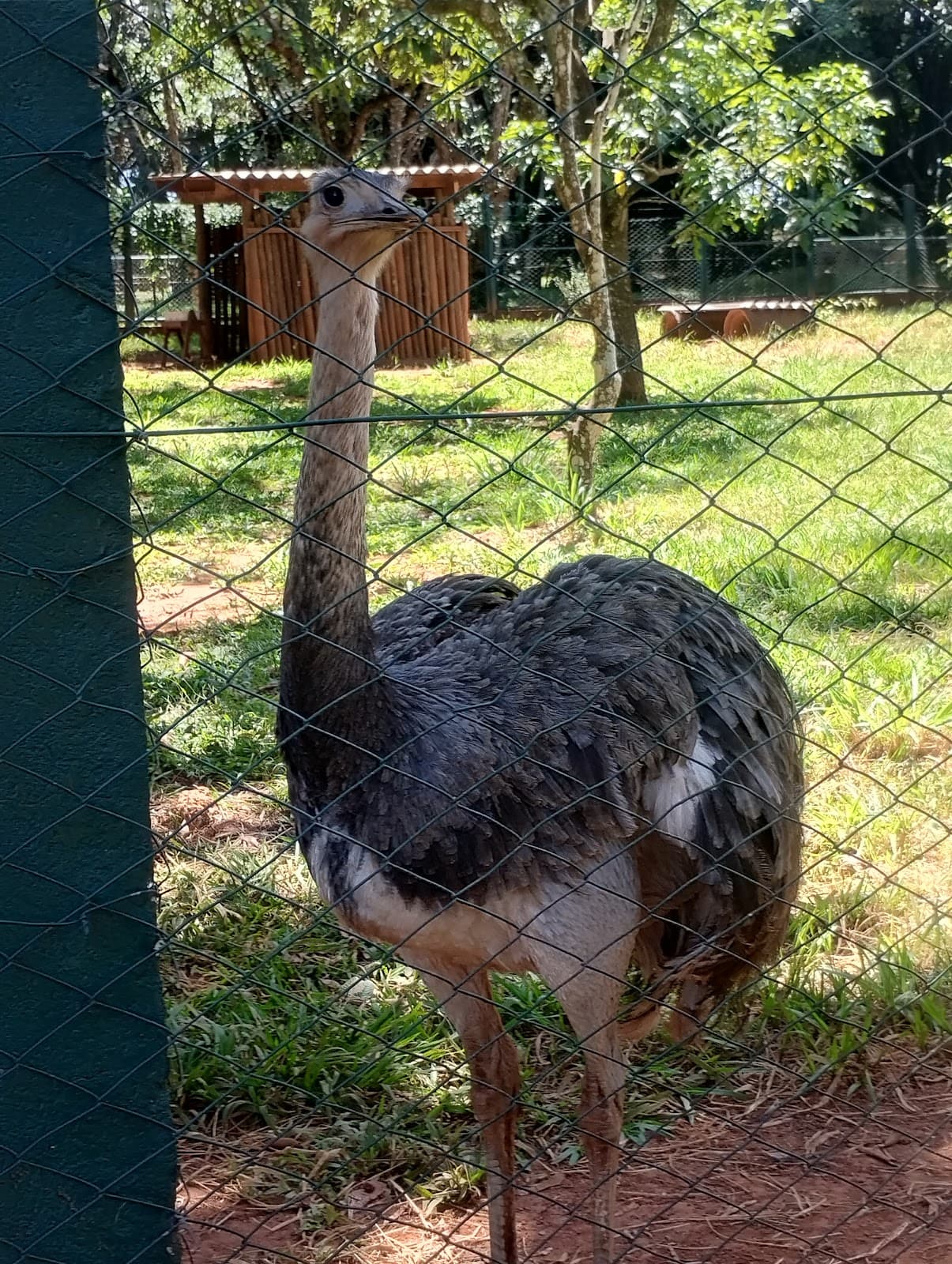 Zoológico Municipal Uberlândia - Image 1