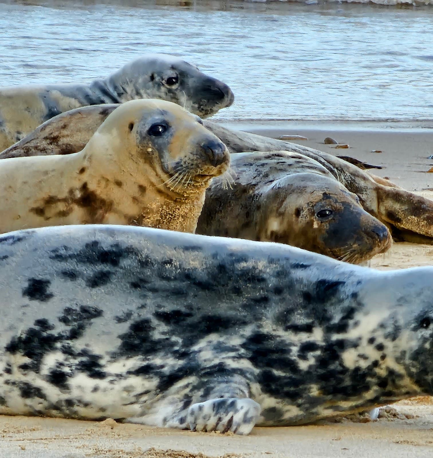 Horsey Seals - Image 1