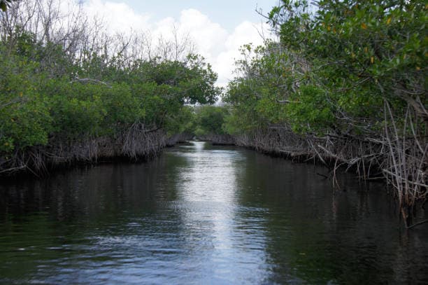 Key West Mangroves - Image 1
