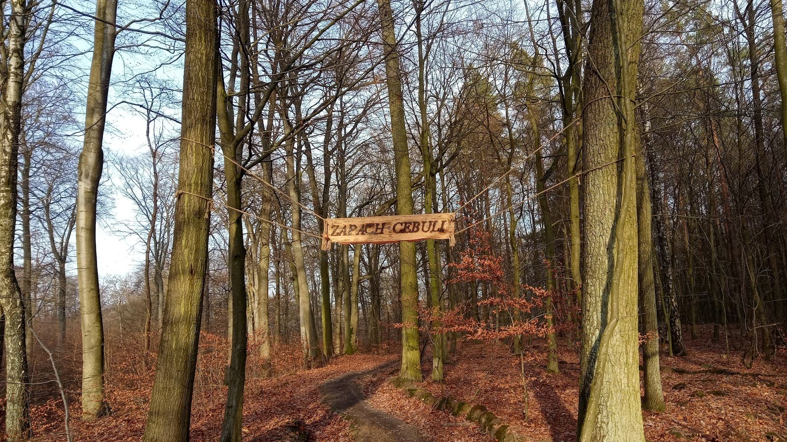 Wkrzańska Forest - Image 1