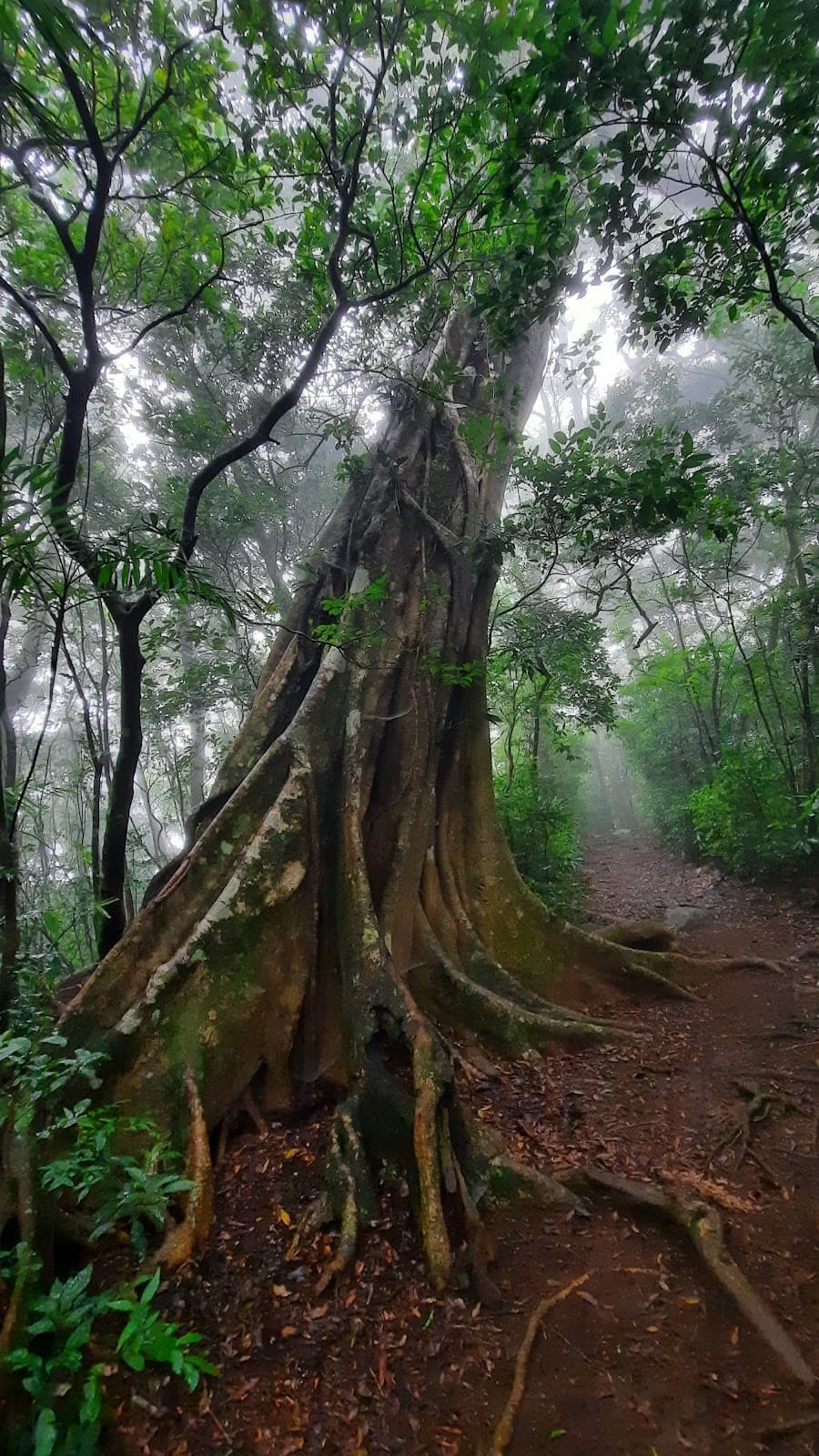 Children's Eternal Rainforest (Bajo del Tigre) - Image 1