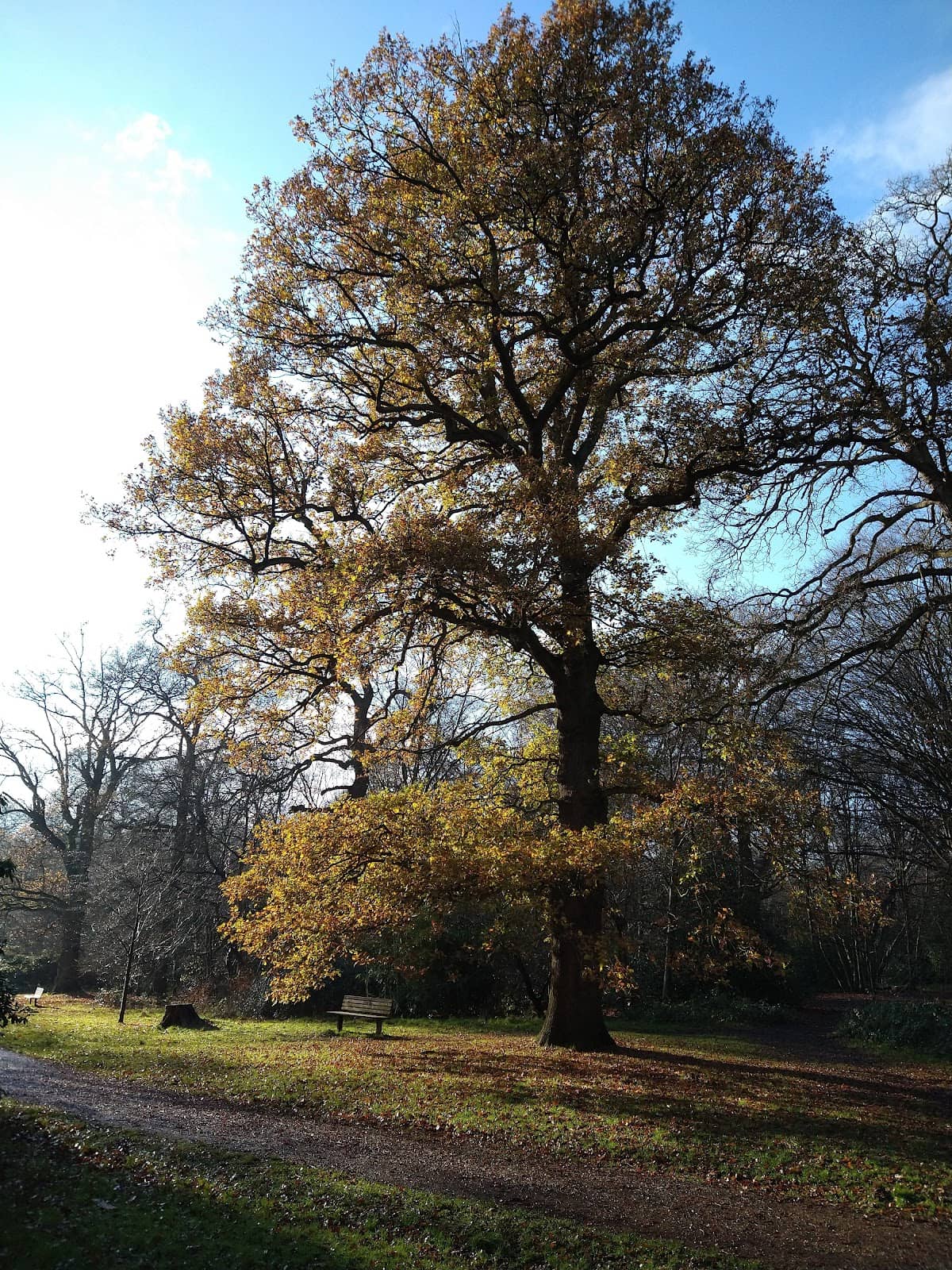 Christmas Trail