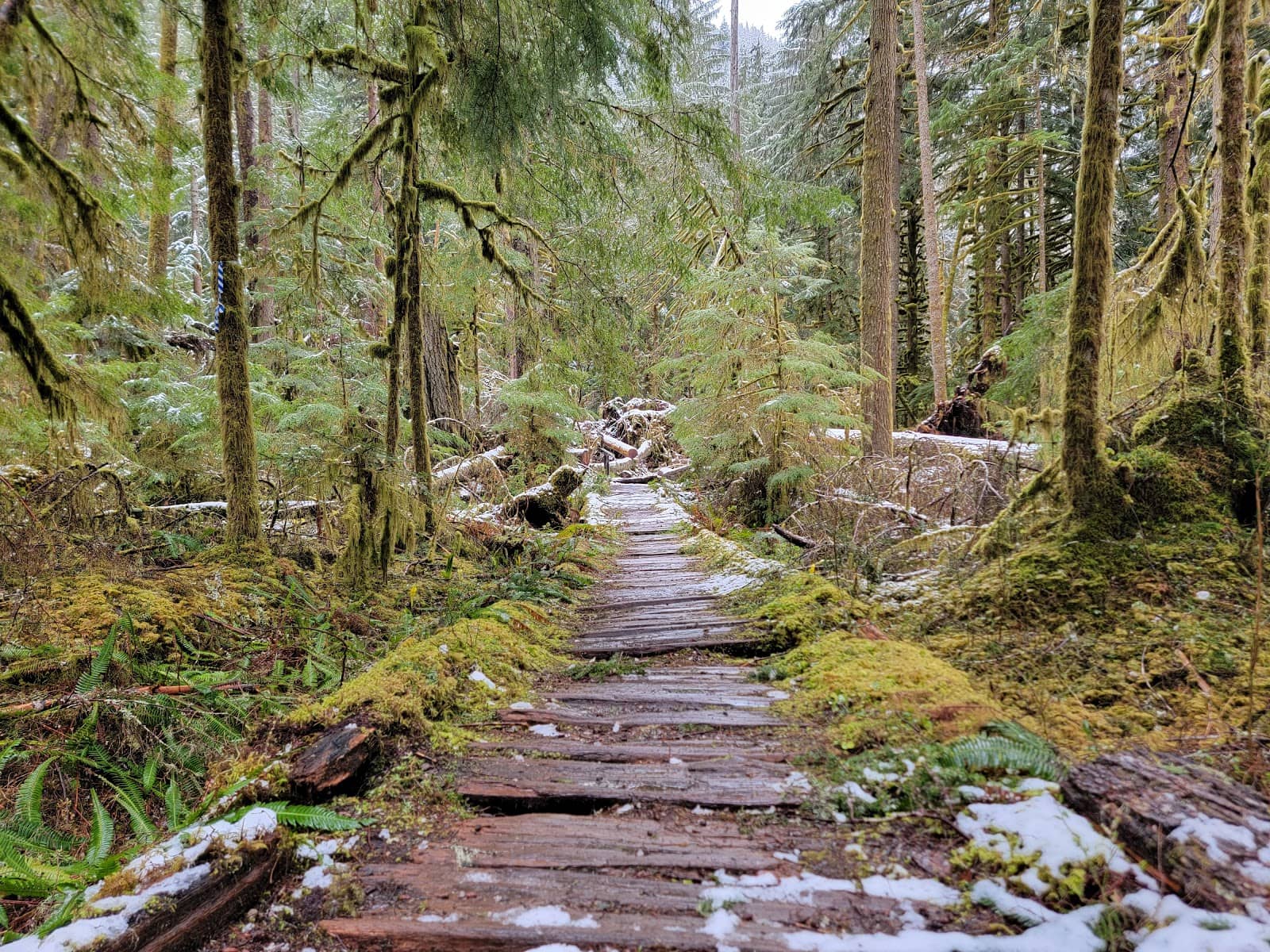 Glacier-Fed Carbon River
