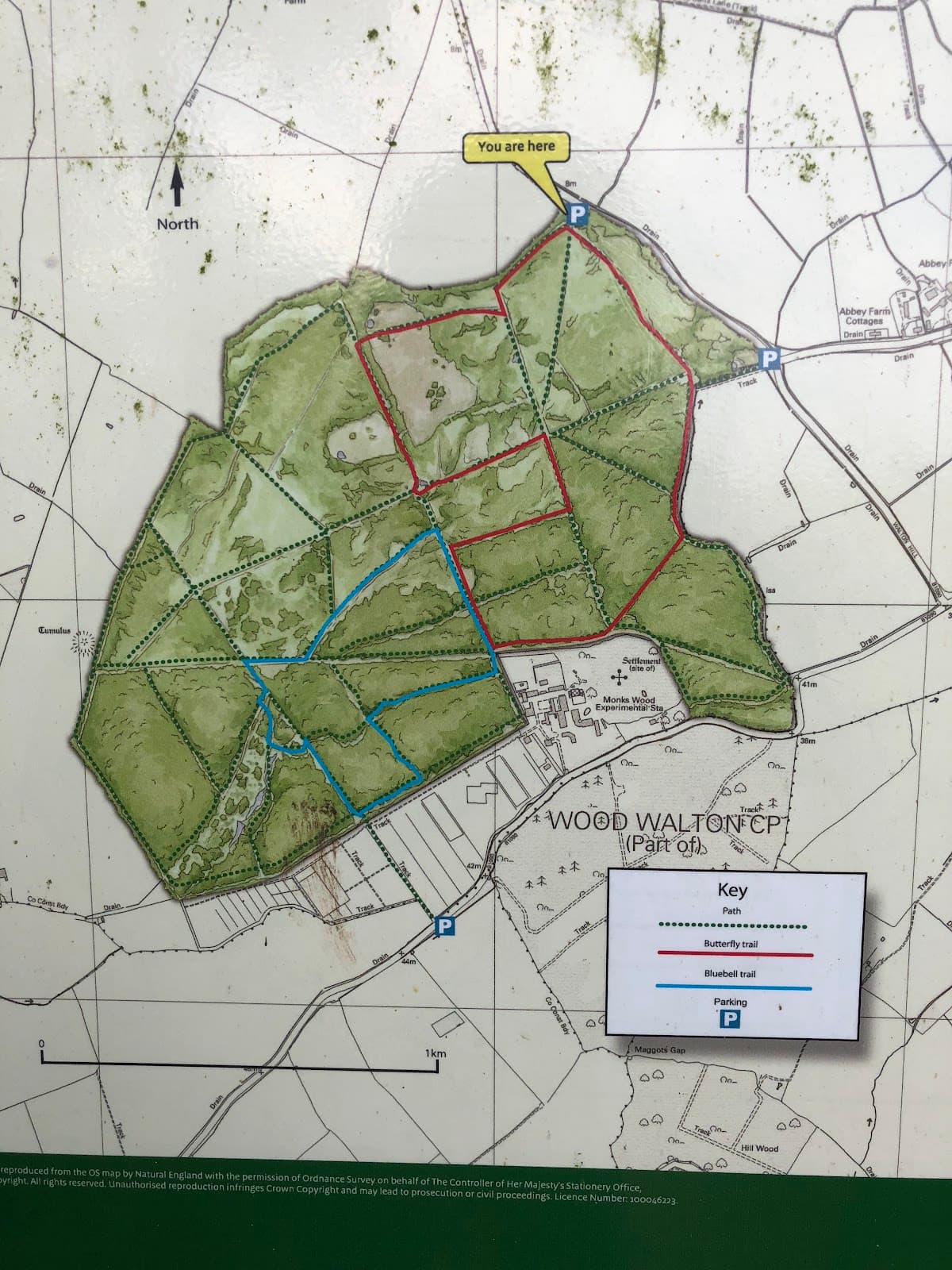 Monks Wood Local Nature Reserve - Image 1