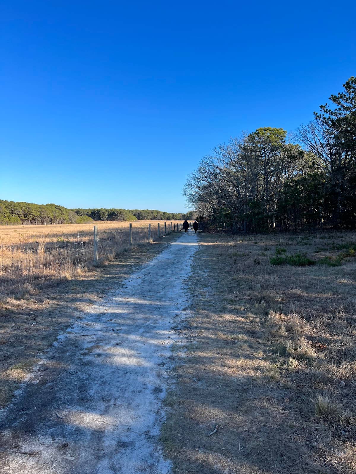 Forested Paths