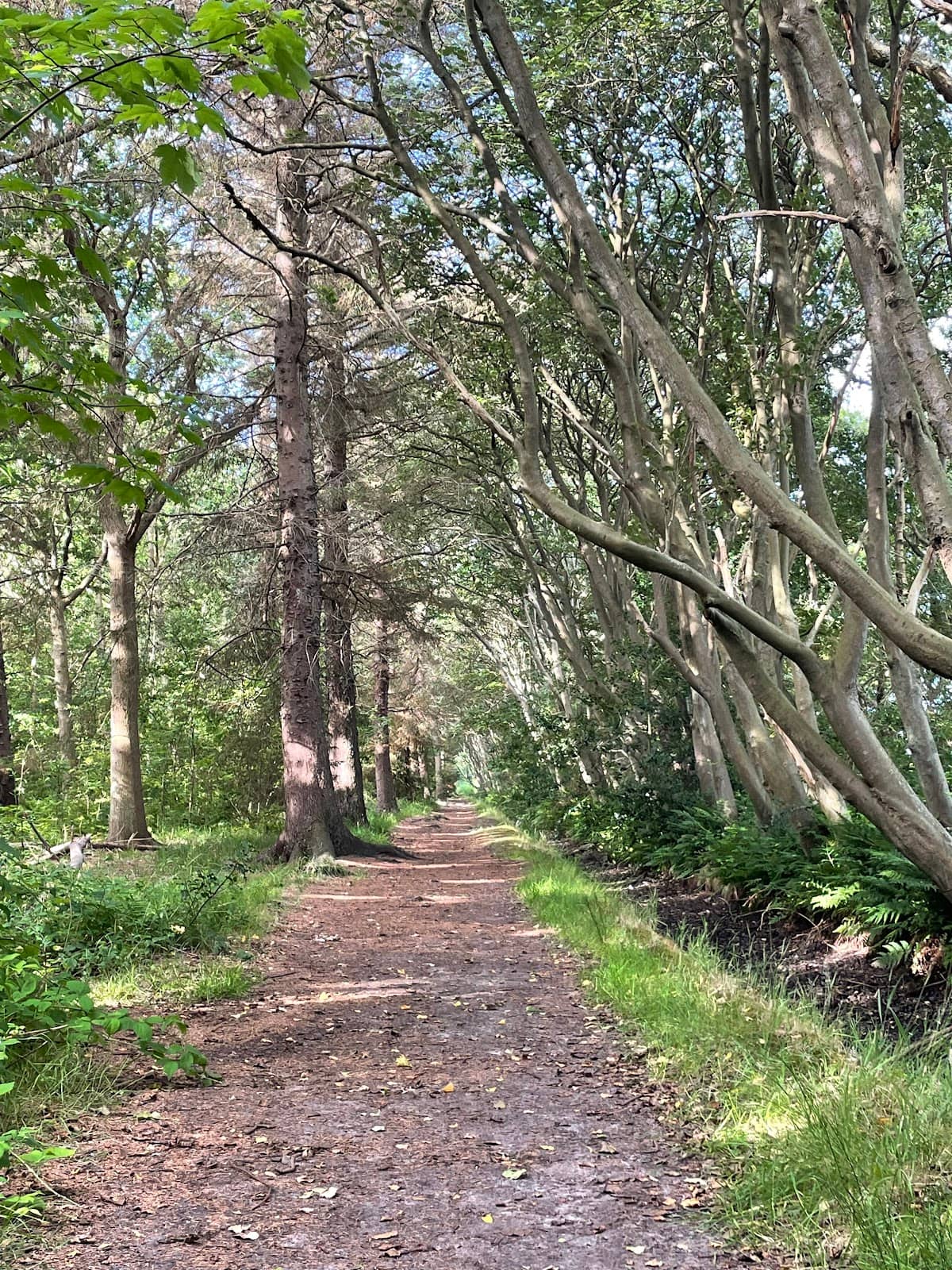 Tranquil Morning Walks