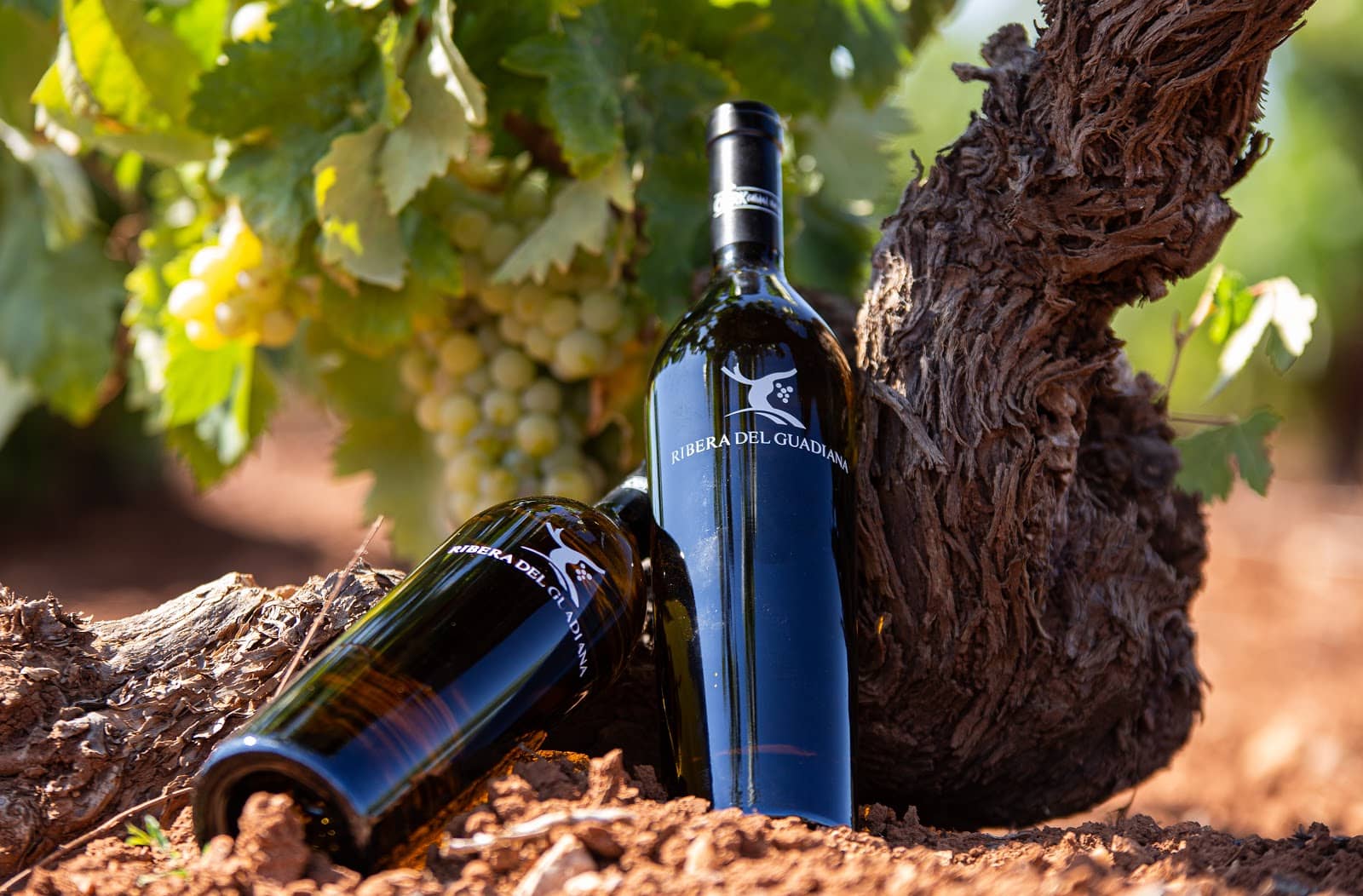 Extremadura Wine Designation