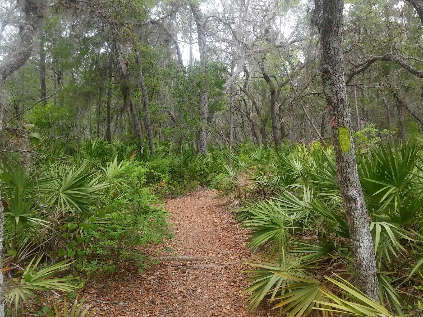 Tiger Bay State Forest - Image 1