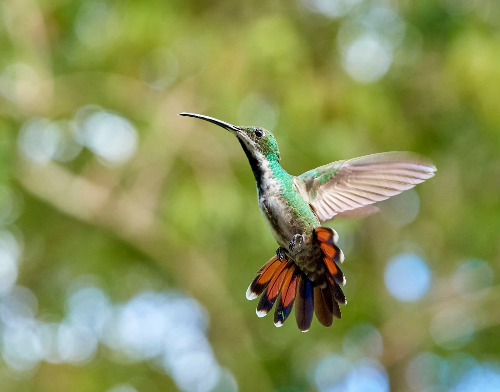 Yerette Hummingbird Sanctuary - Image 1