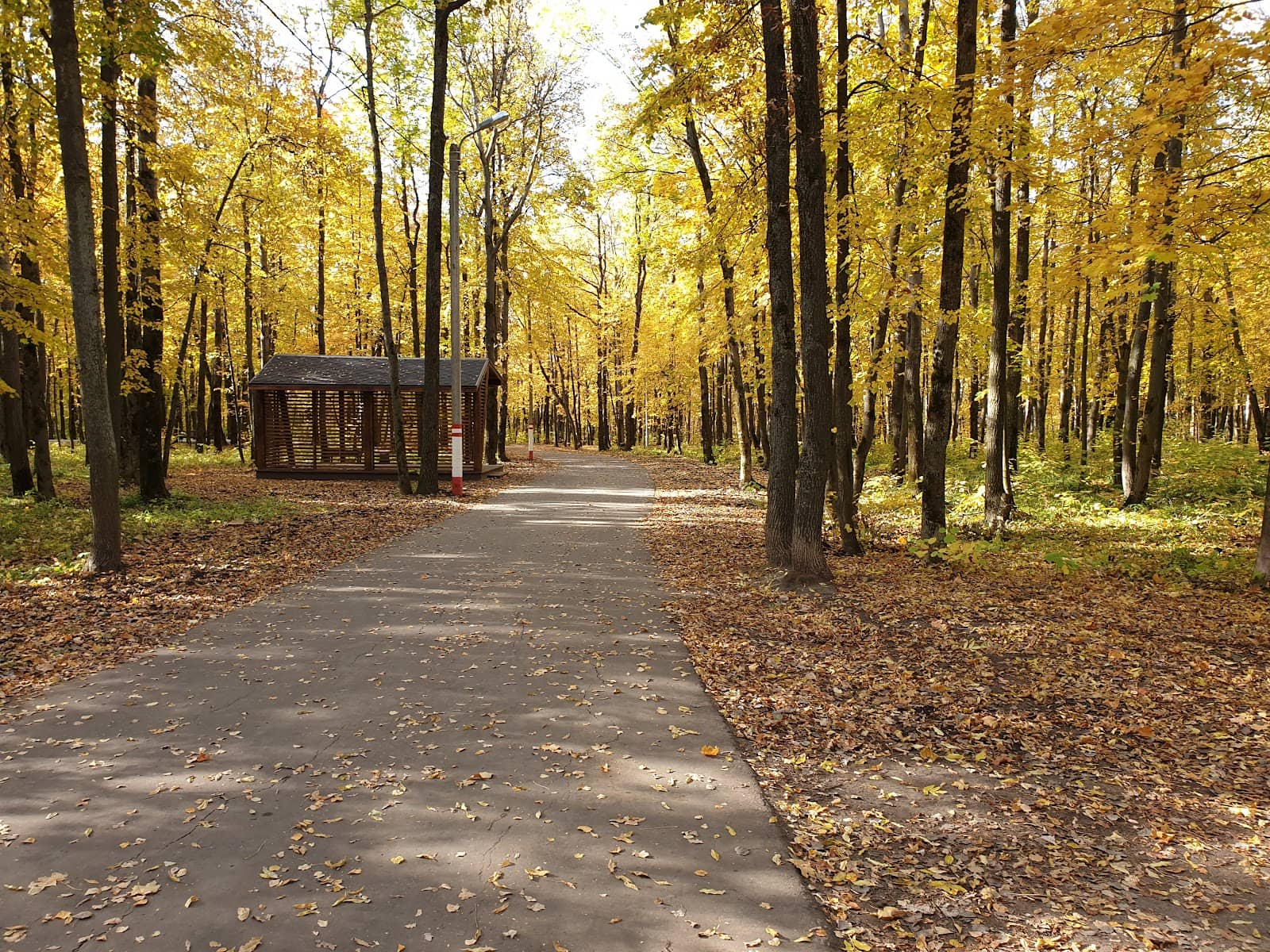 Winter Sledding Ravine