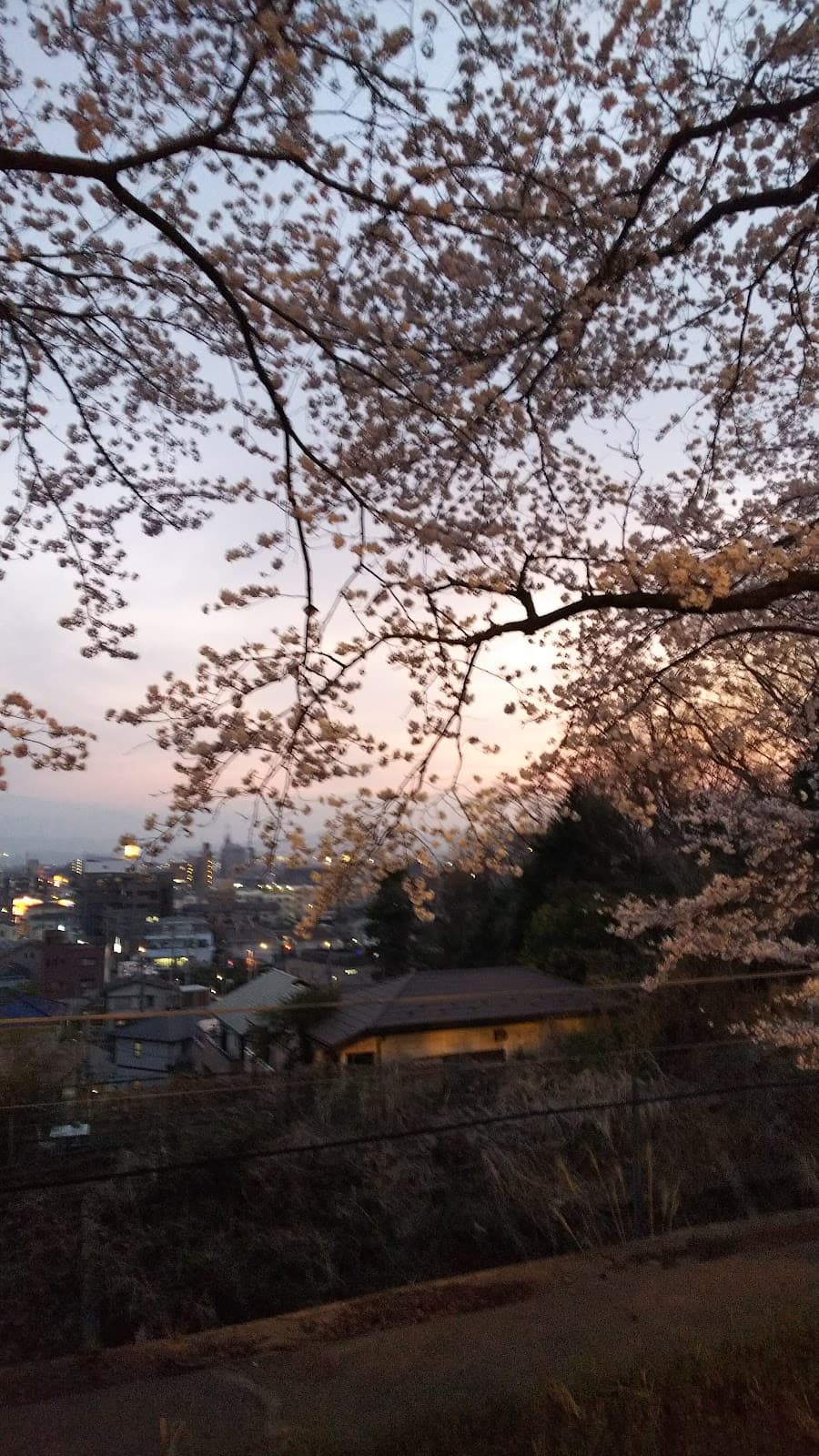 Kamimizo - Image 1