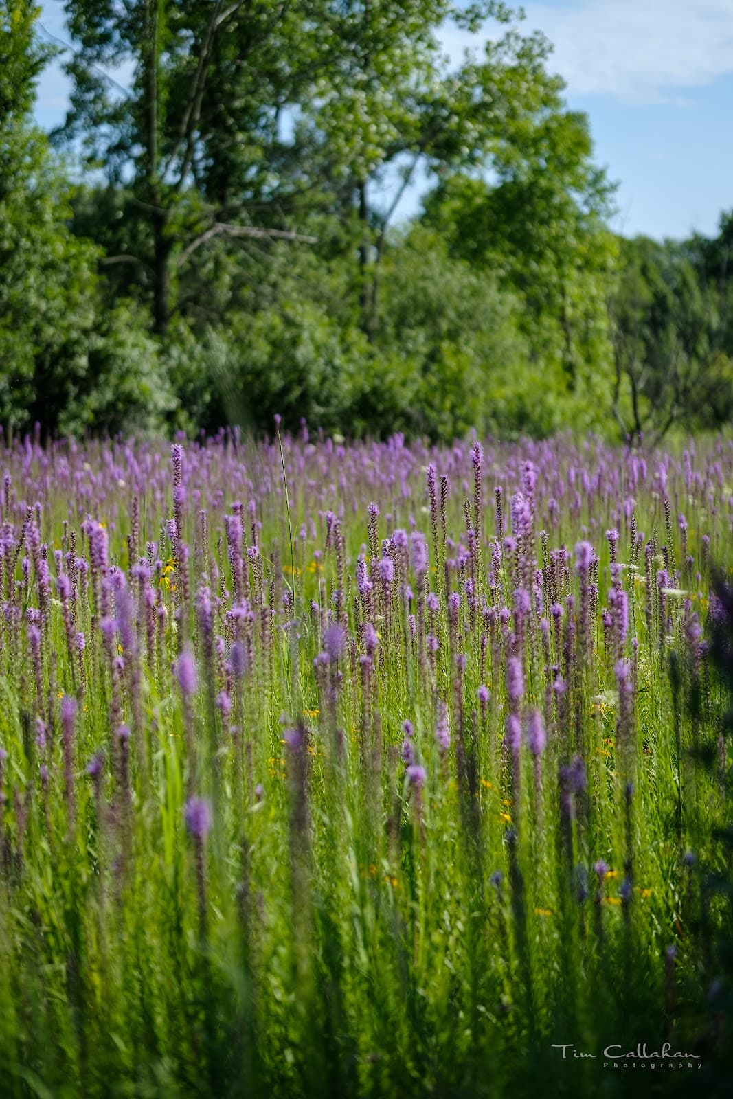 Camp Pine Woods - Image 1