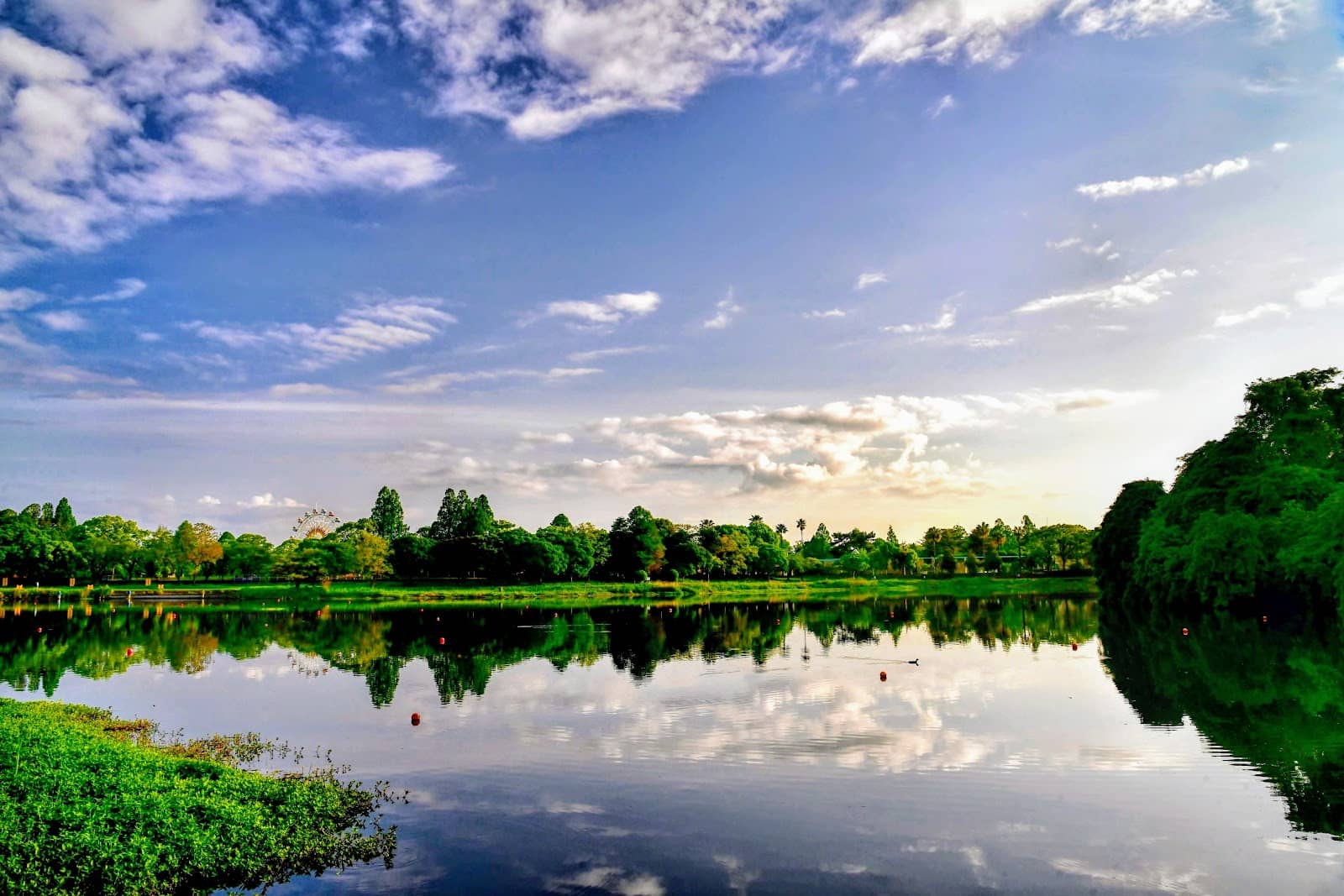 Ducks and Water Birds