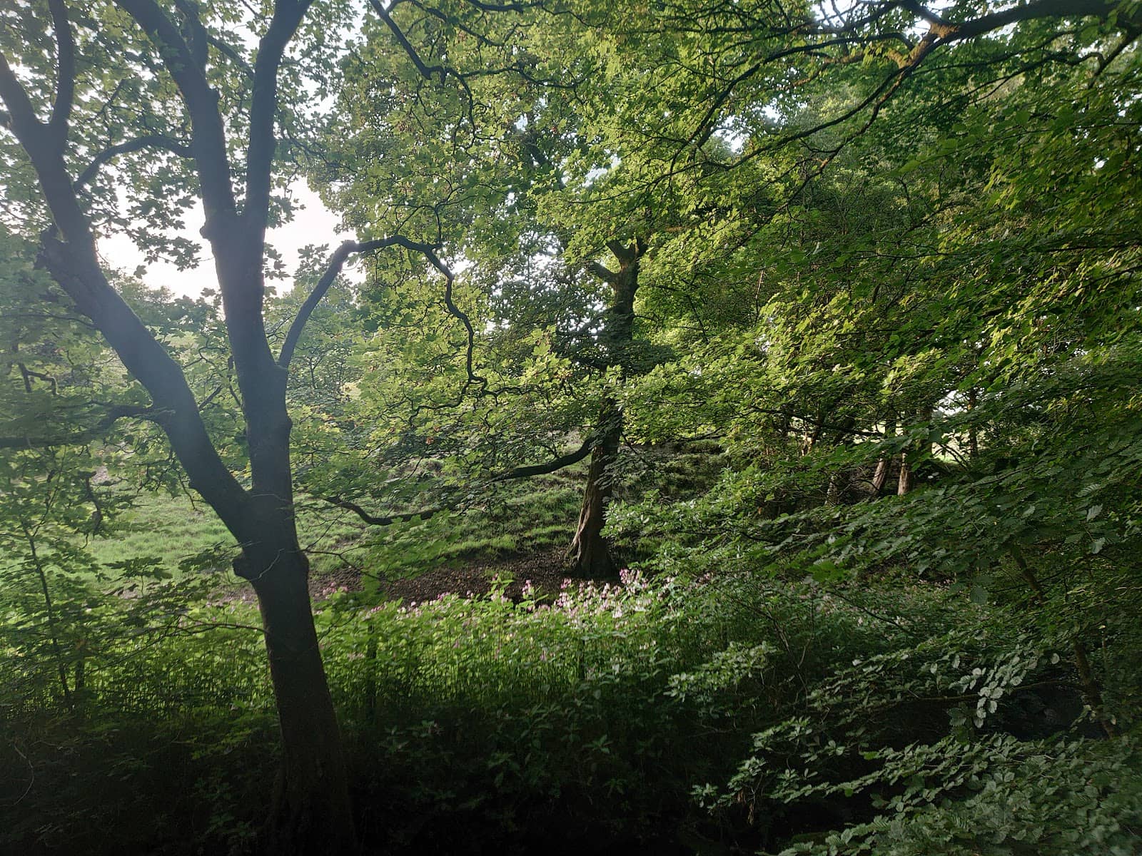 Bluebell Walk