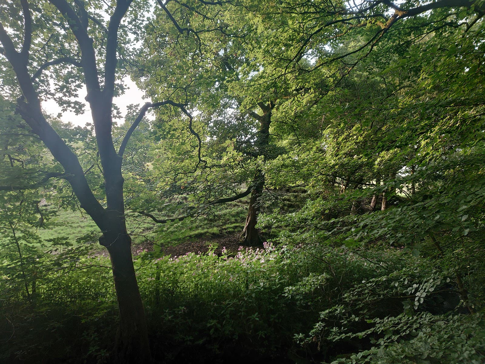 Heaton Woods - Image 1