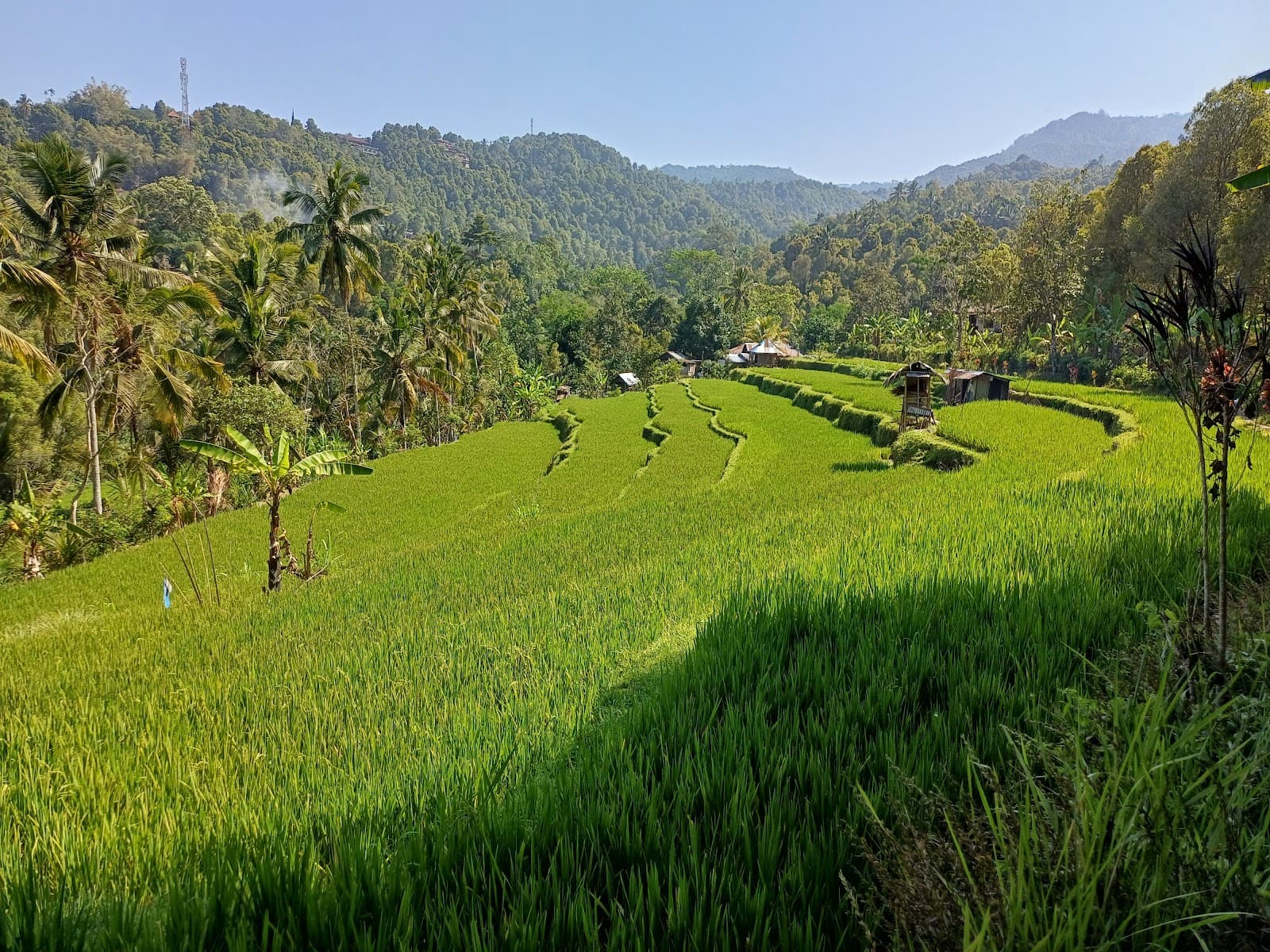Munduk Rice Terraces Bali - Image 1