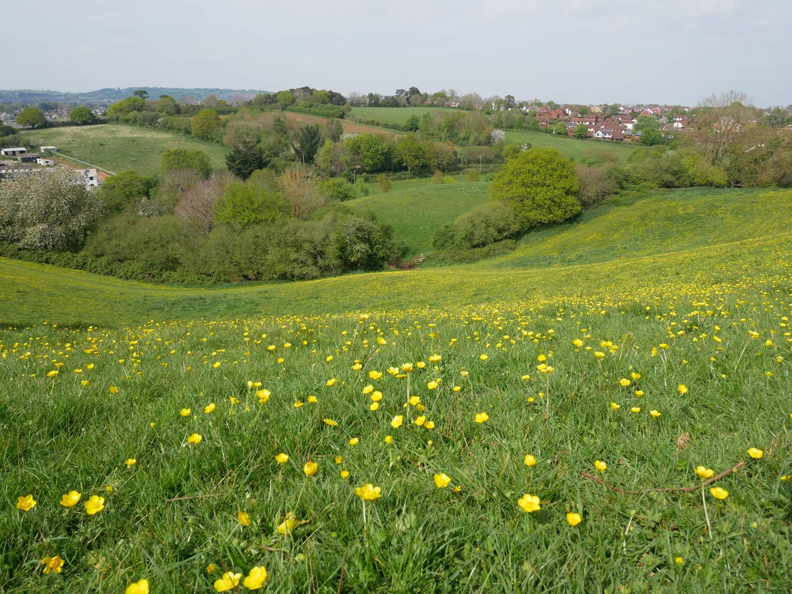 Dog-Friendly Walking Trails
