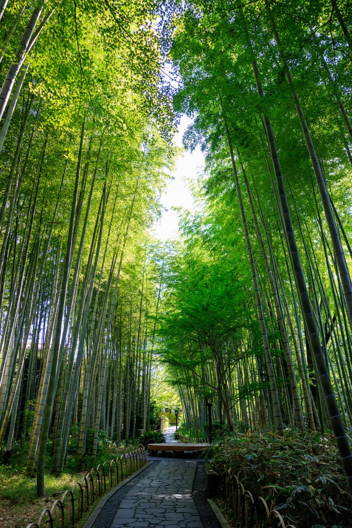 Bamboo Forest Path (Shuzenji) - Image 1
