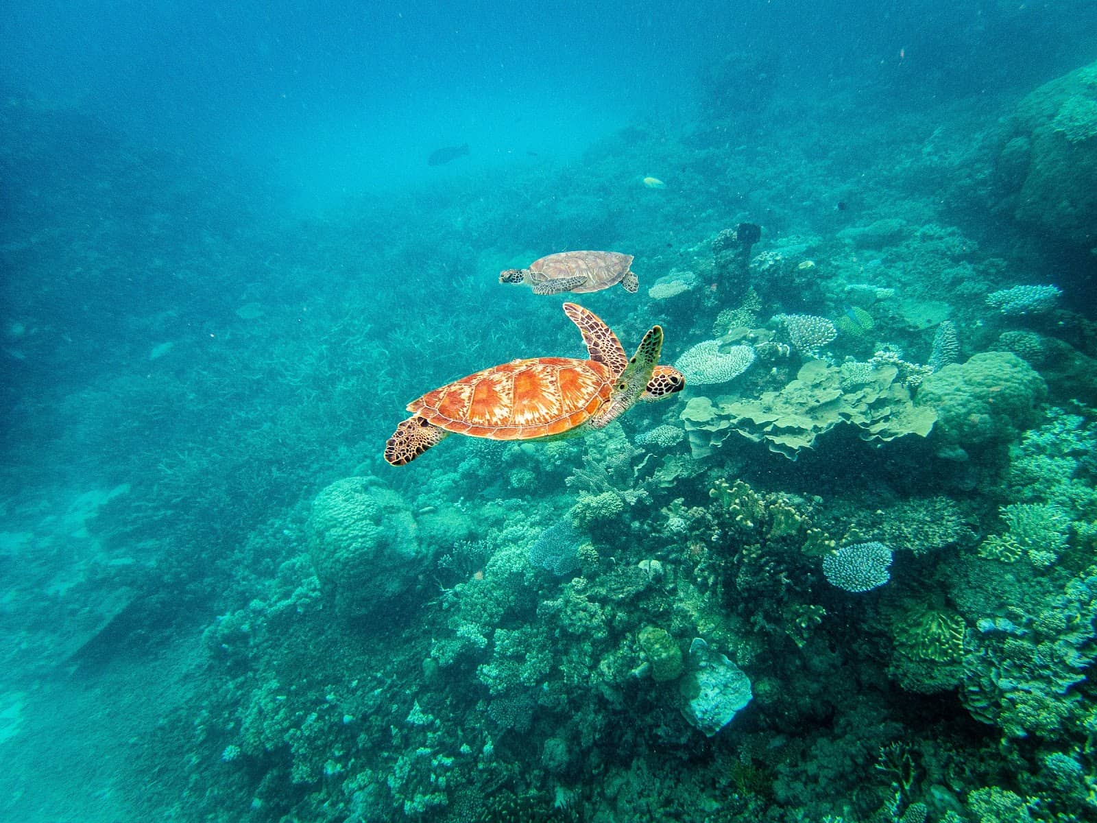 Scuba Diving Paradise