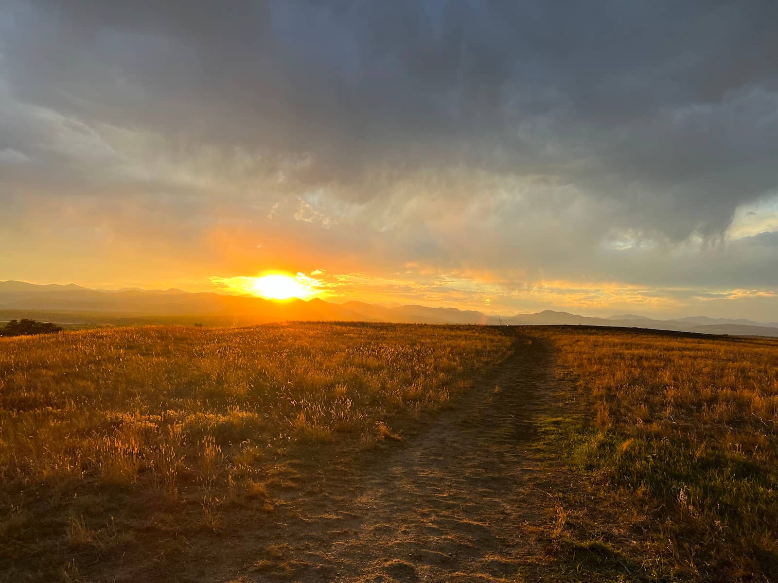 Dog-Friendly Exploration