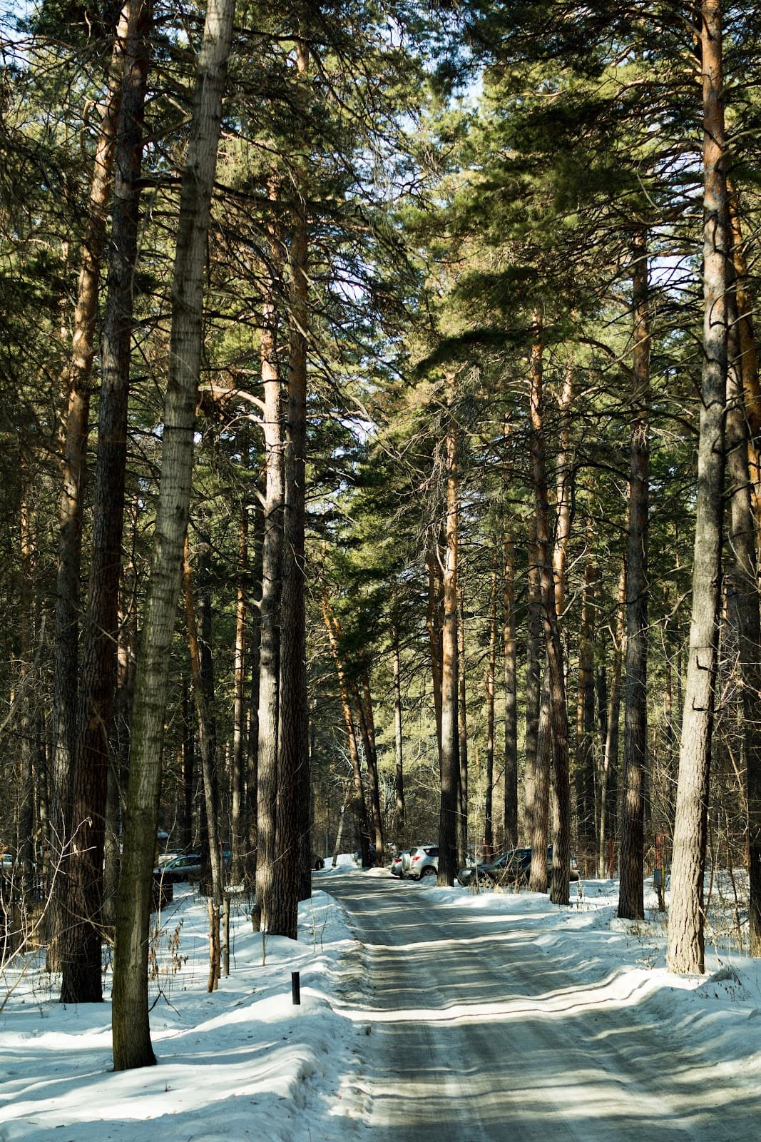 Zaeltsovsky Park Novosibirsk - Image 1