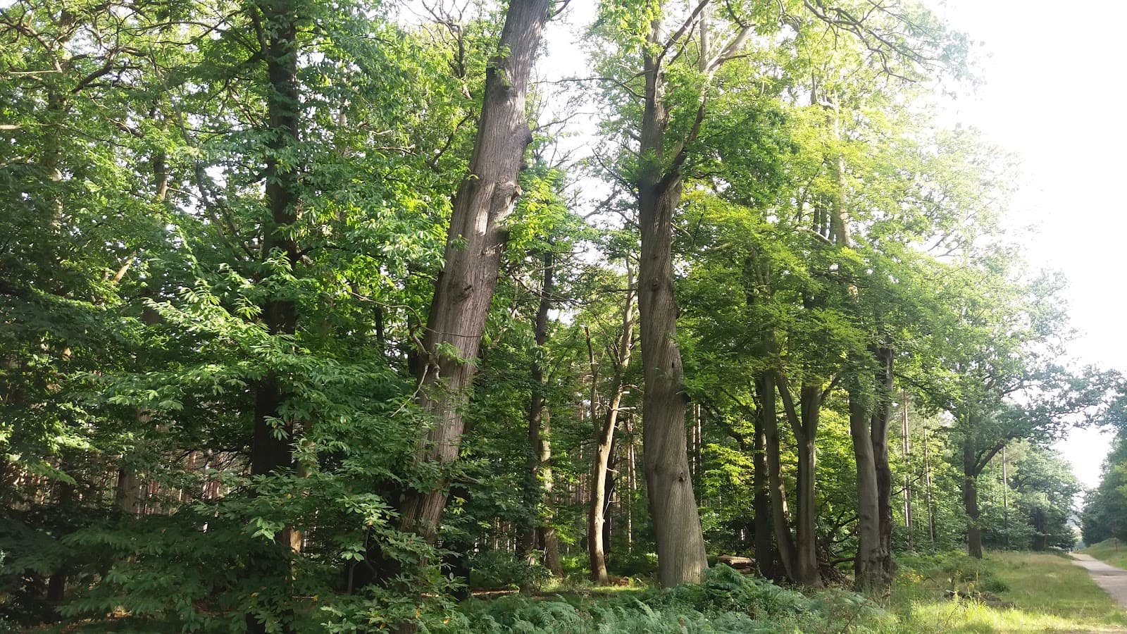 Swinley Forest Trails - Image 1